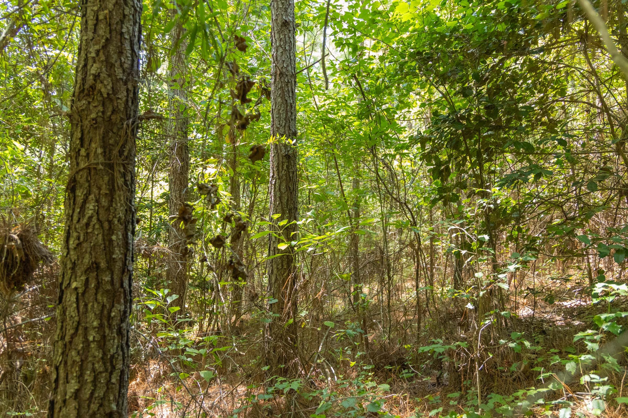 Olive Hill Tract 1 photo 12
