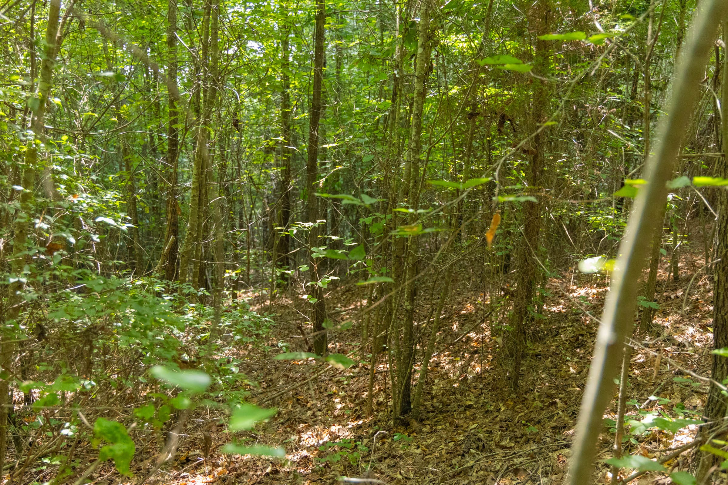 Olive Hill Tract 1 photo 11