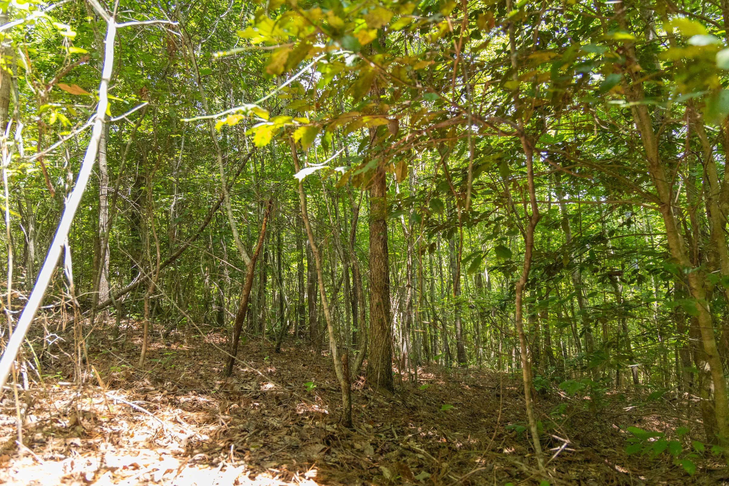Olive Hill Tract 1 photo 10