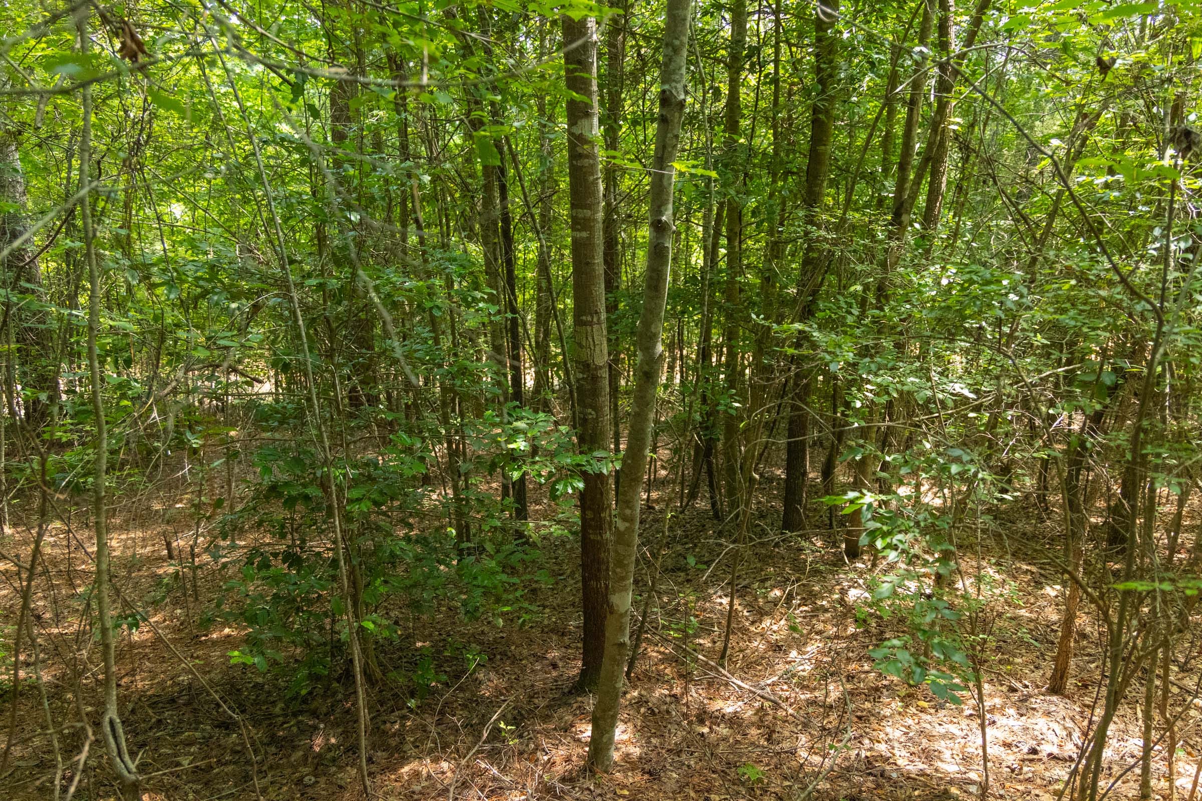 Olive Hill Tract 1 photo 7