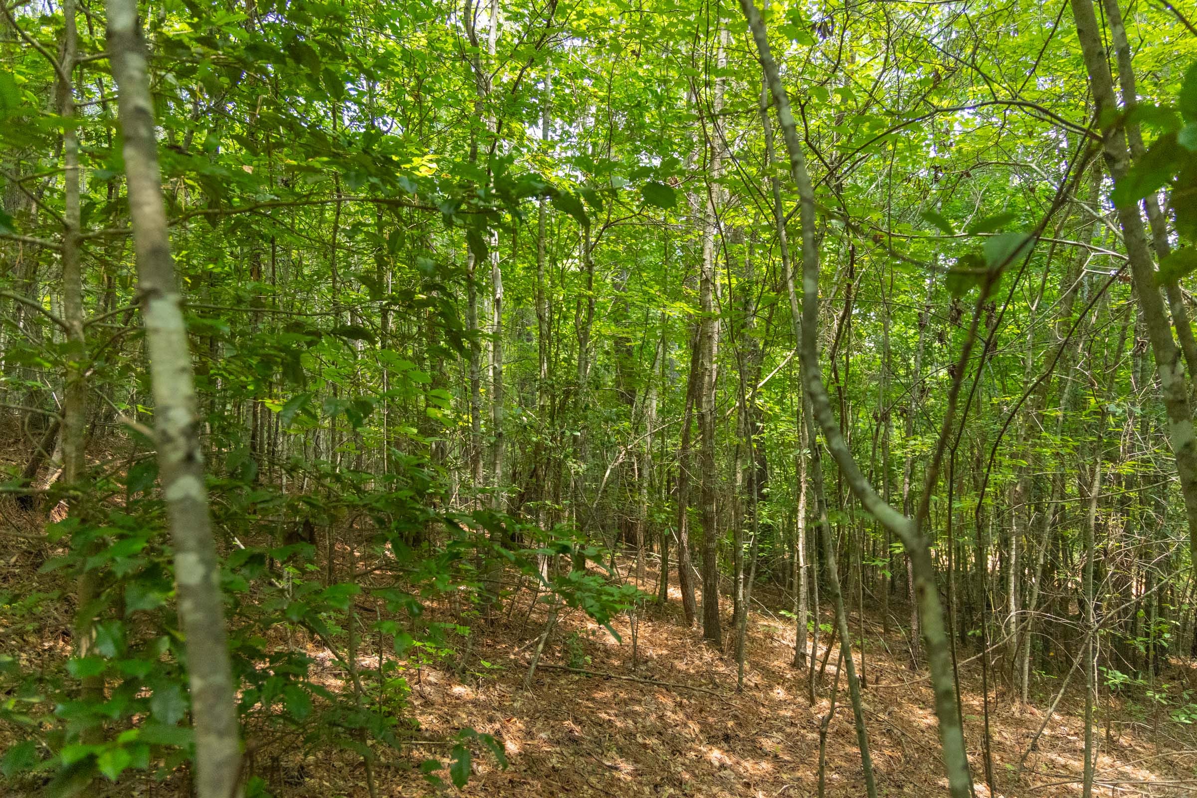 Olive Hill Tract 1 photo 8