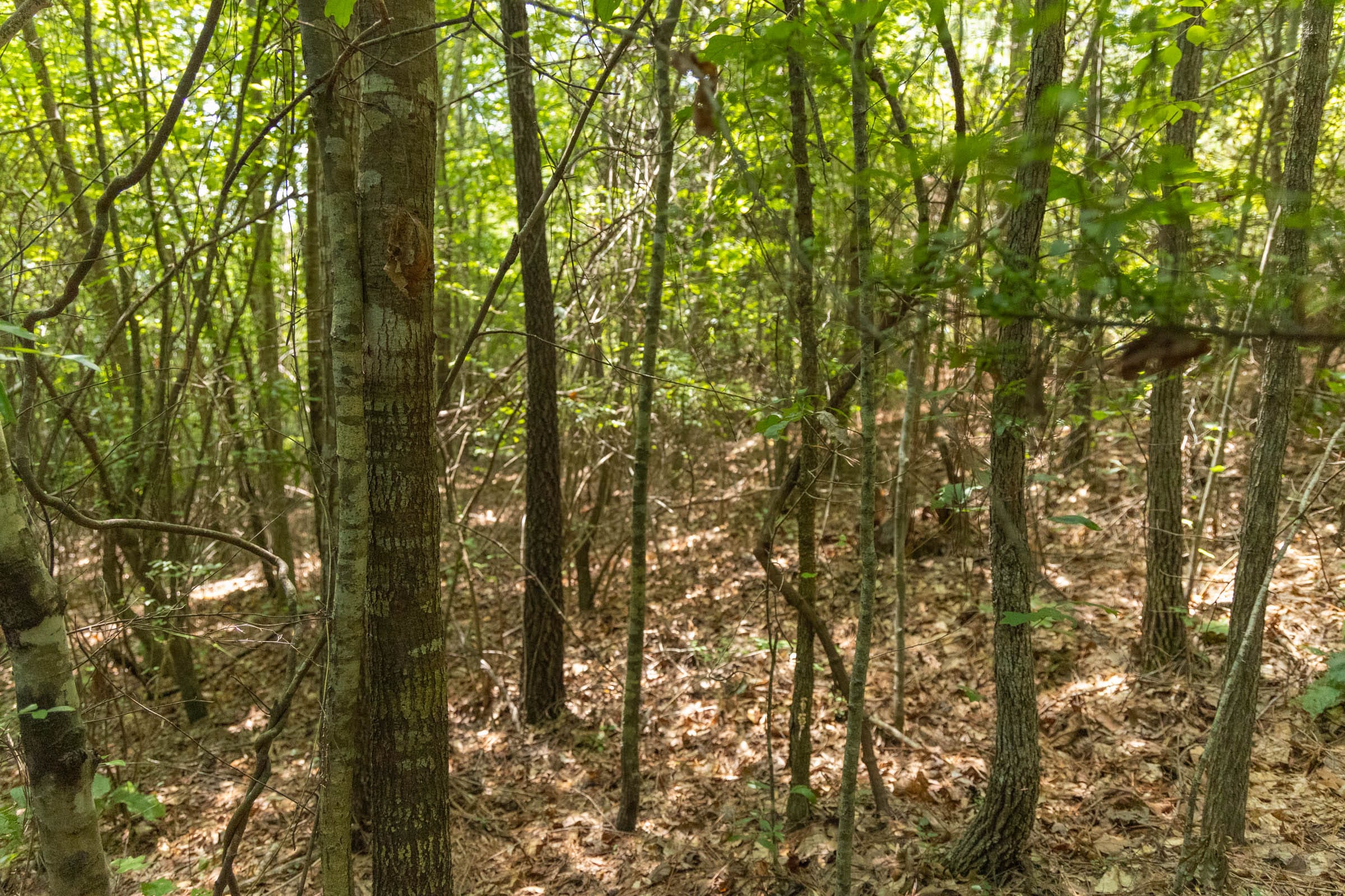 Olive Hill Tract 1 photo 13