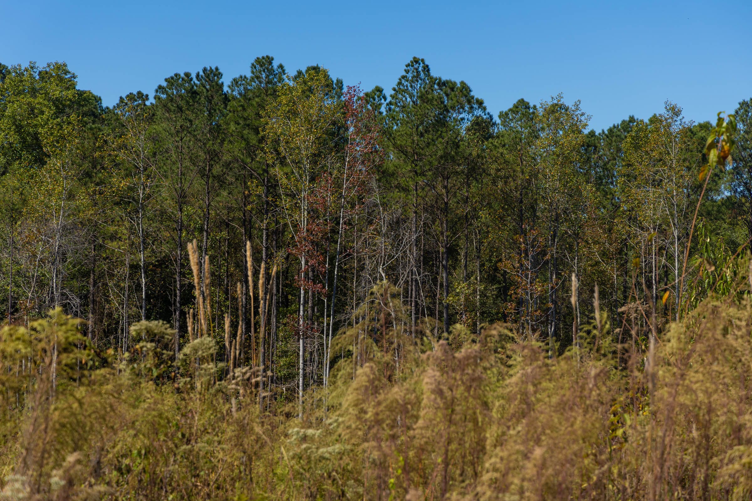 Meyer’s Ridge Tract 14 photo 11