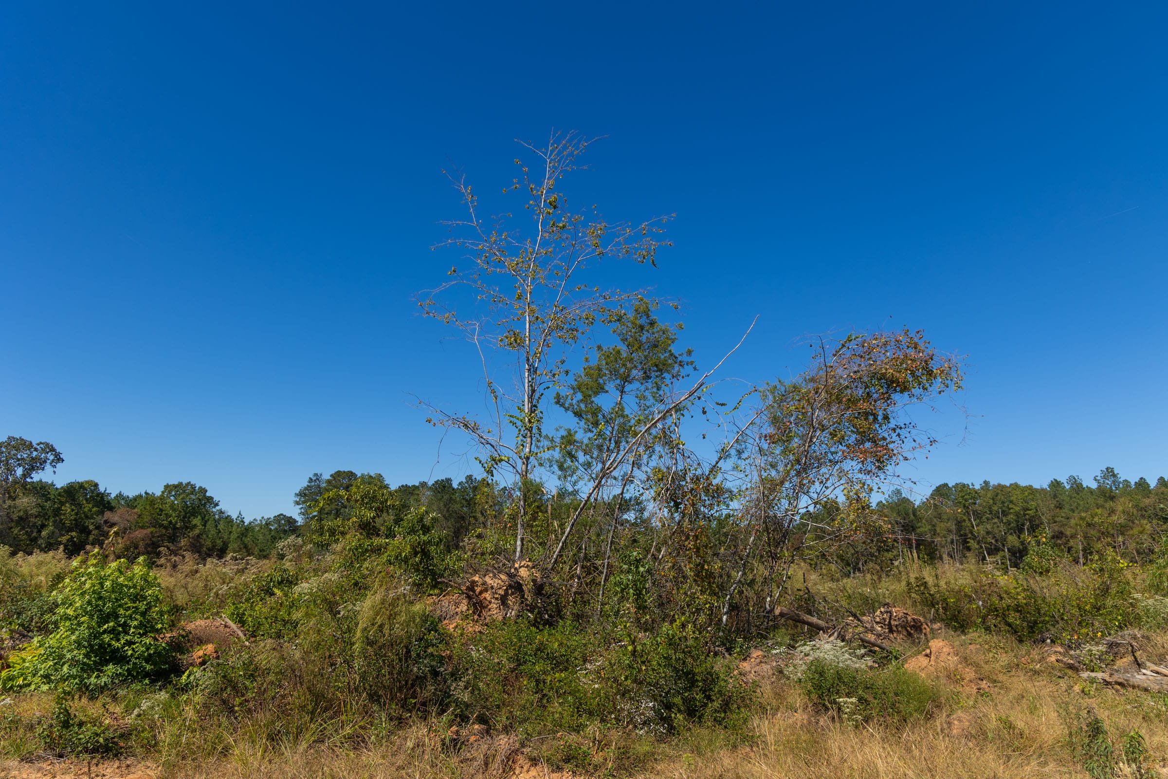 Meyer’s Ridge Tract 14 photo 9