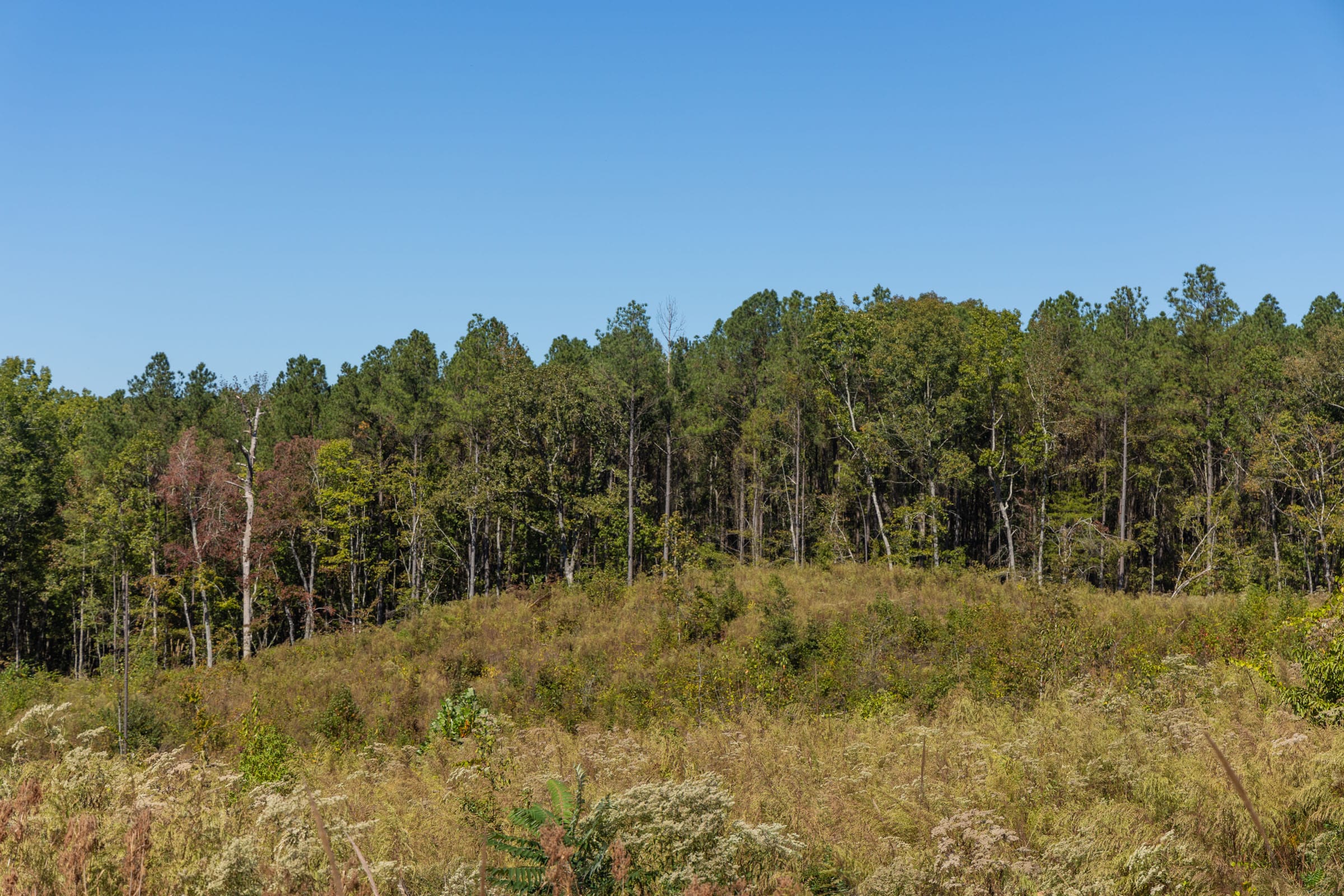 Meyer’s Ridge Tract 14 photo 5