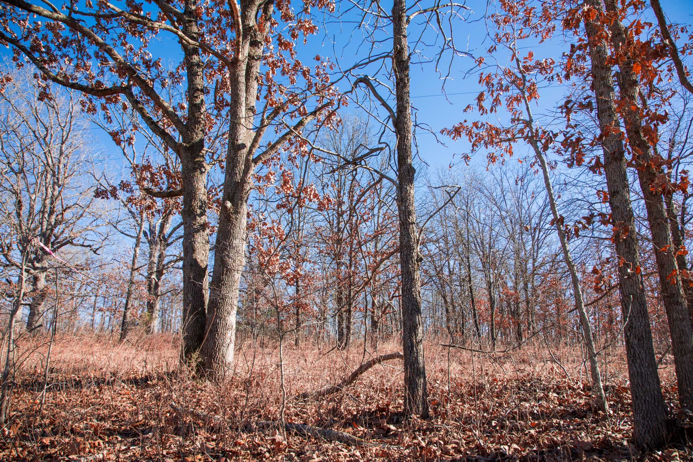 Buffalo Hills Tract 9 photo 11