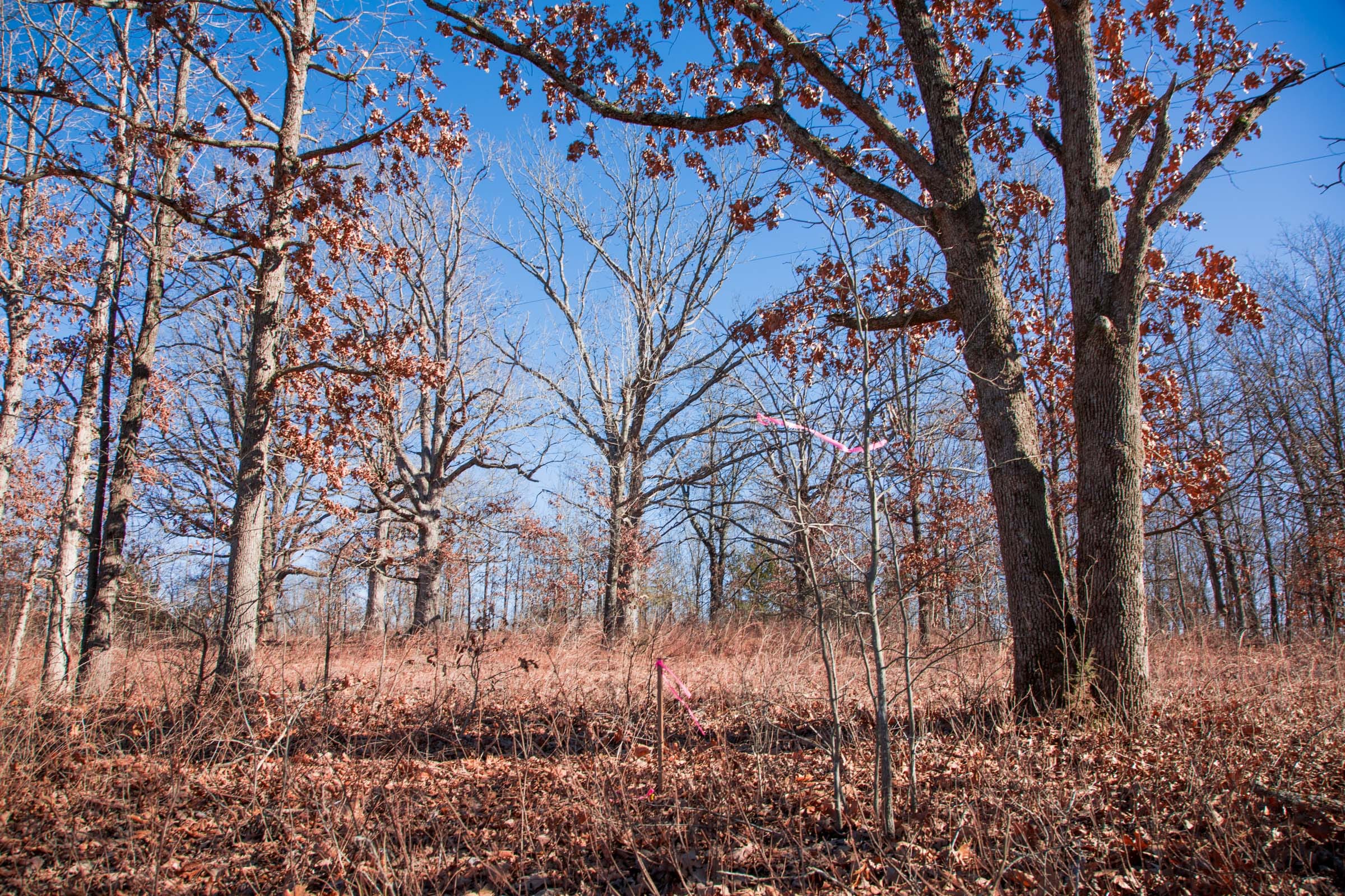 Buffalo Hills Tract 9 photo 12