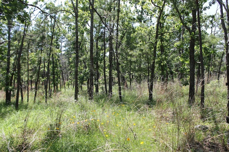 Indian Ridge – Phase II Tract 78 photo 2