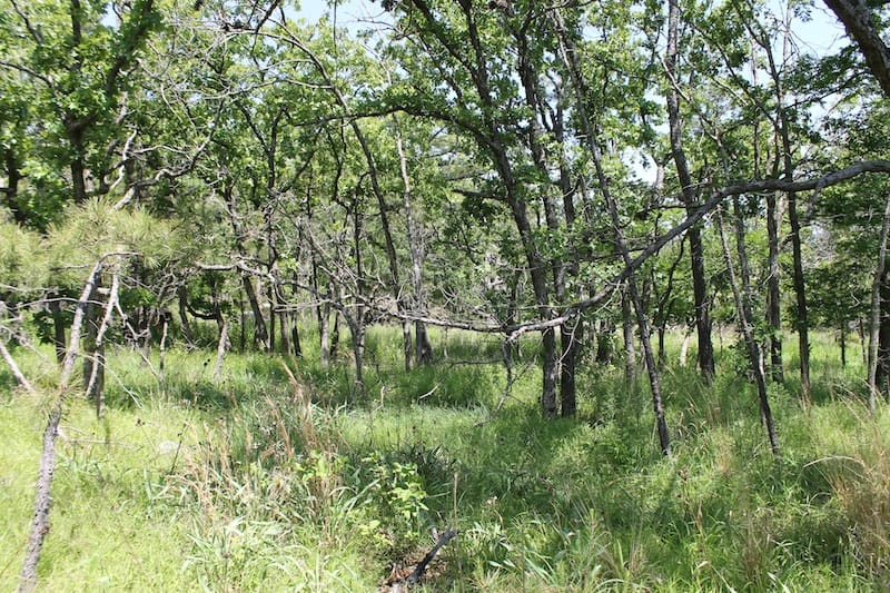 Indian Ridge – Phase II Tract 78 photo 3