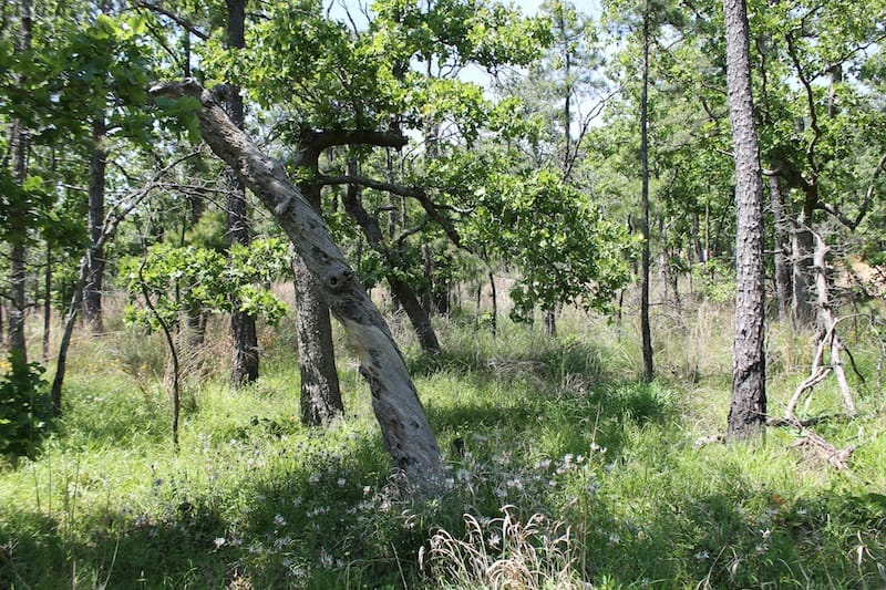 Indian Ridge – Phase II Tract 78 photo 7