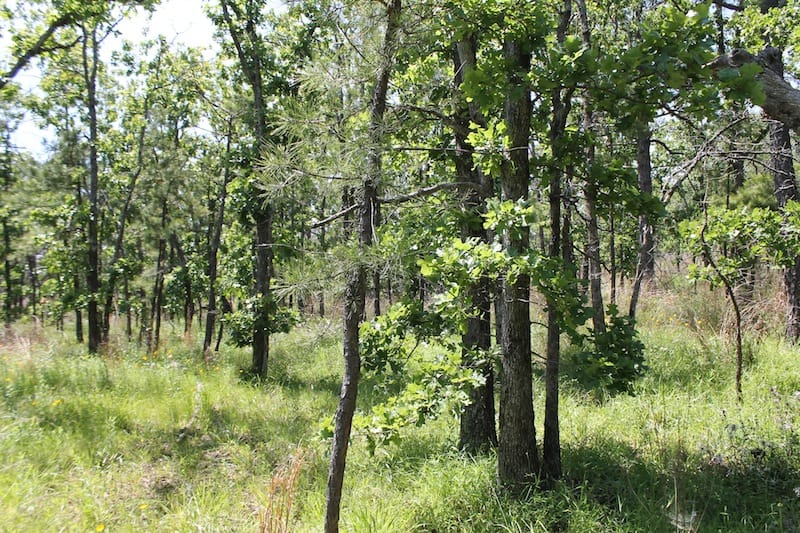 Indian Ridge – Phase II Tract 78 photo 8