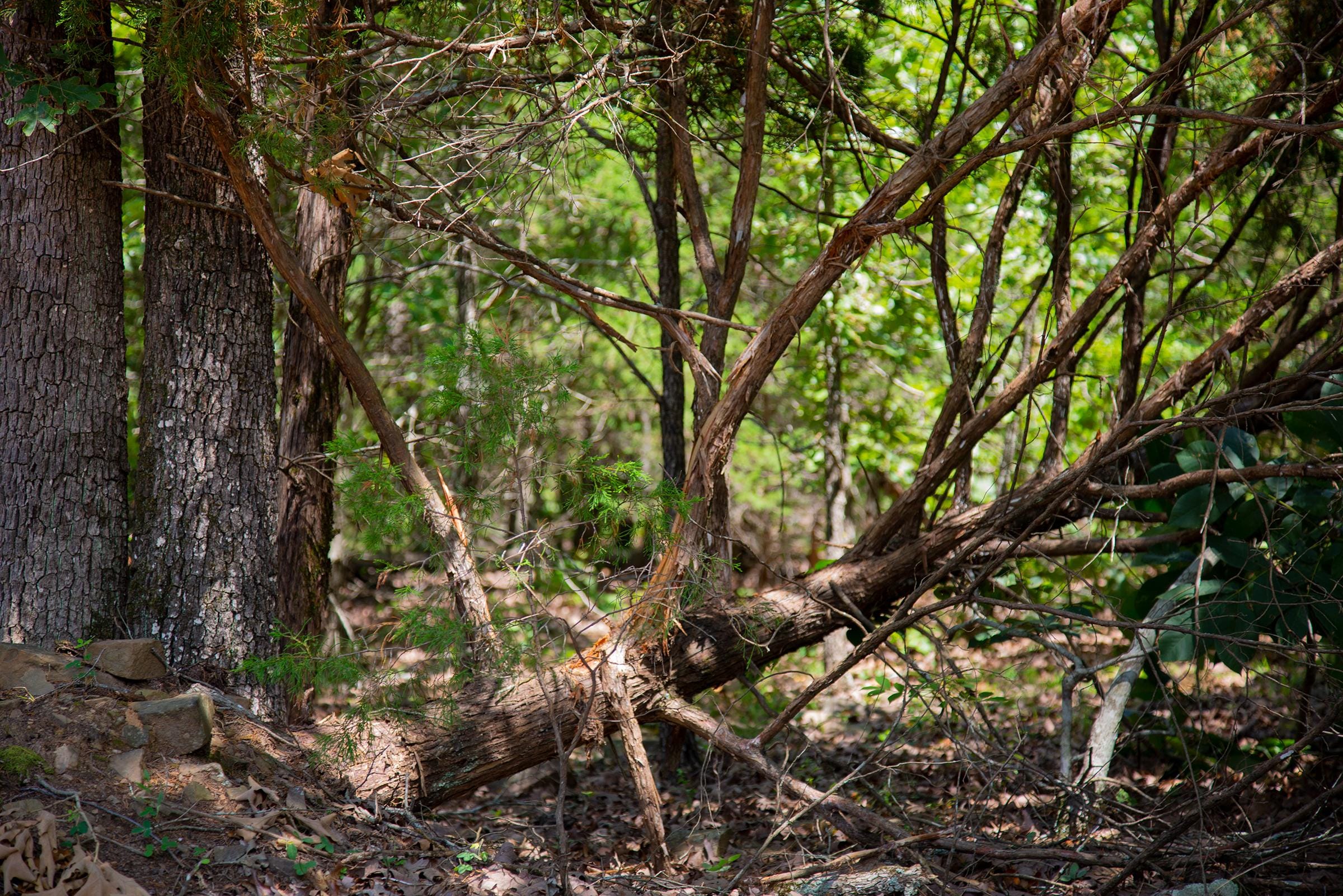 Tyler Stone Ranch Tract 77 photo 3
