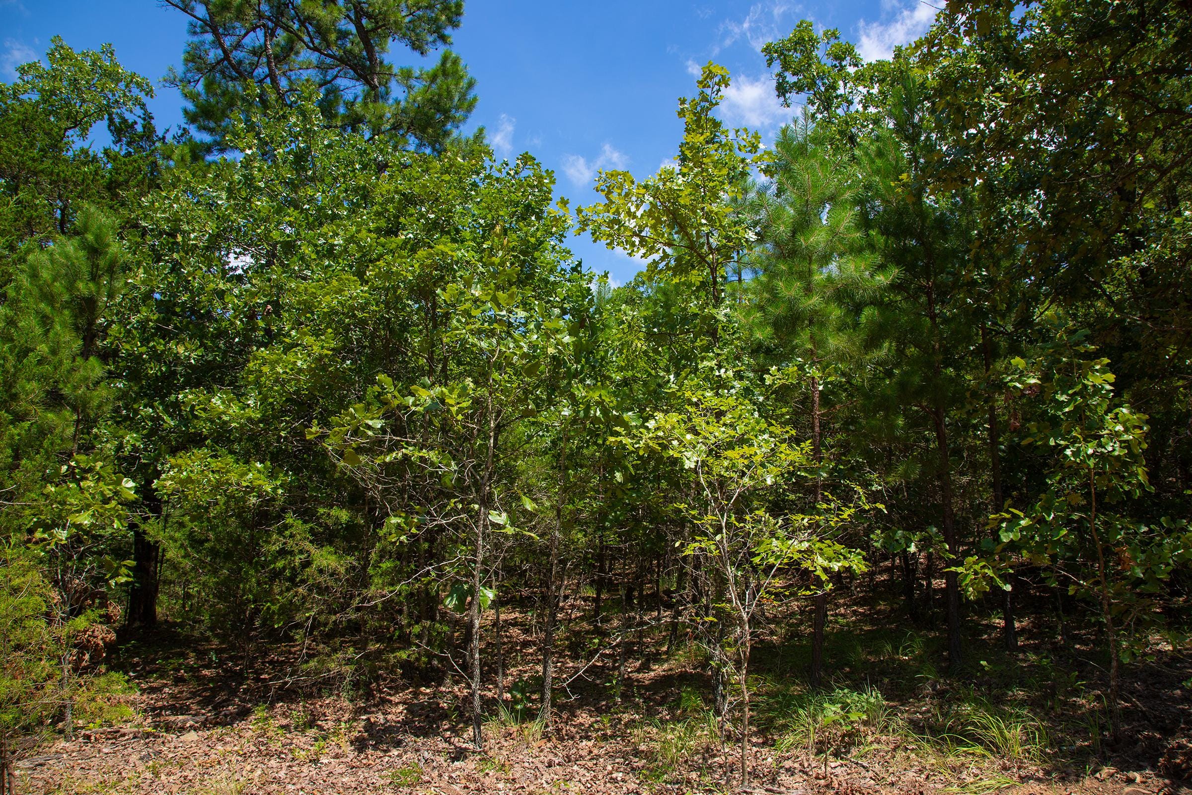 Tyler Stone Ranch Tract 77 photo 8