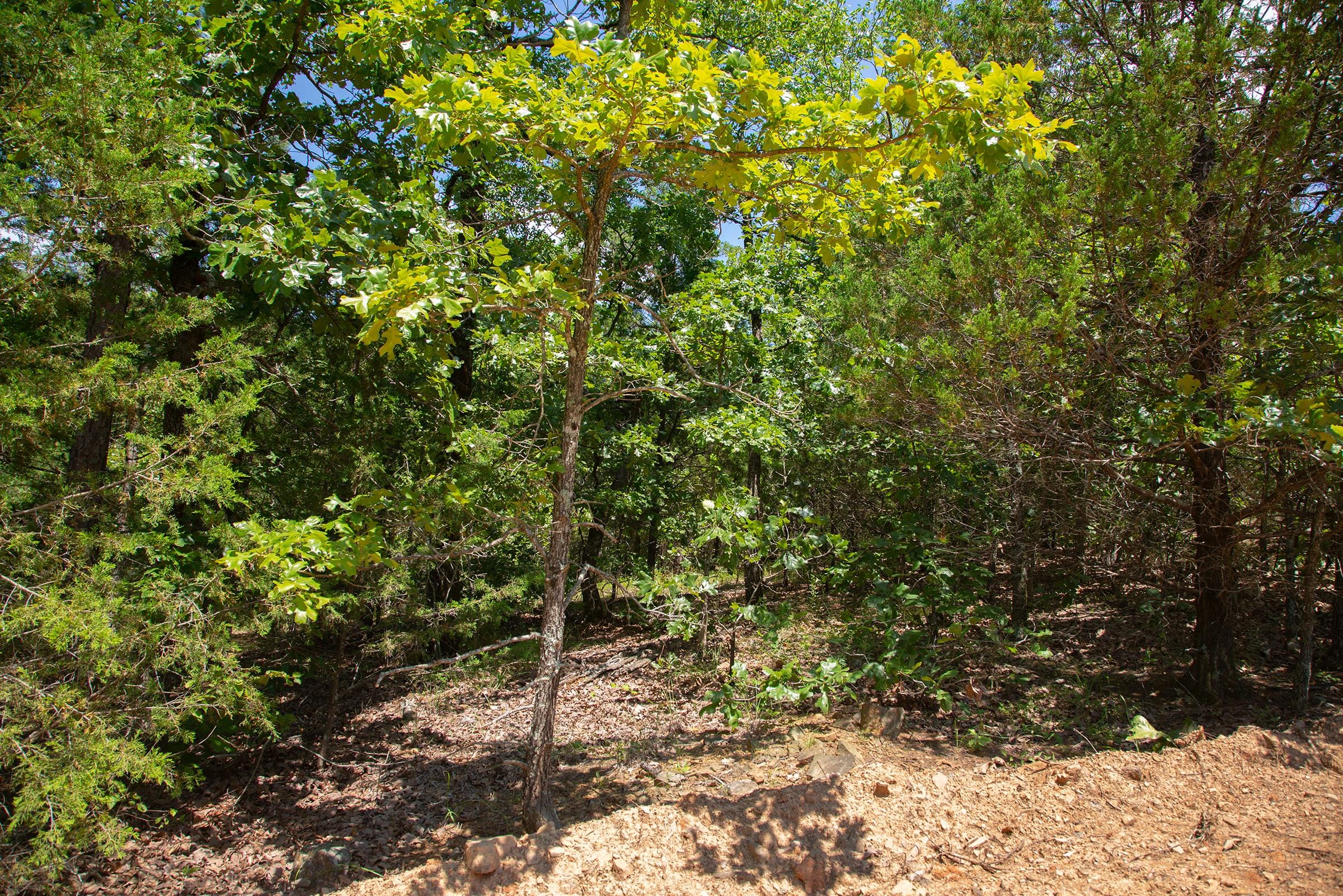 Tyler Stone Ranch Tract 77 photo 9