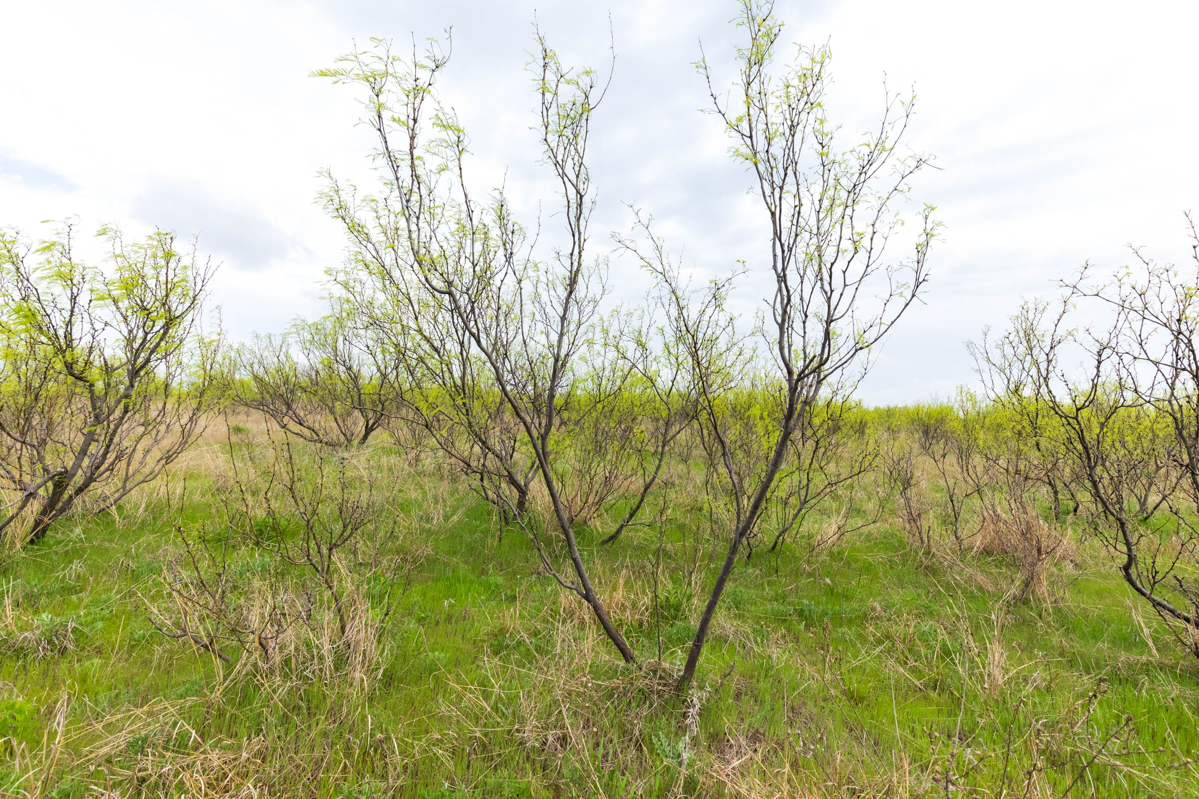 Granite Valley Tract 7 photo 6