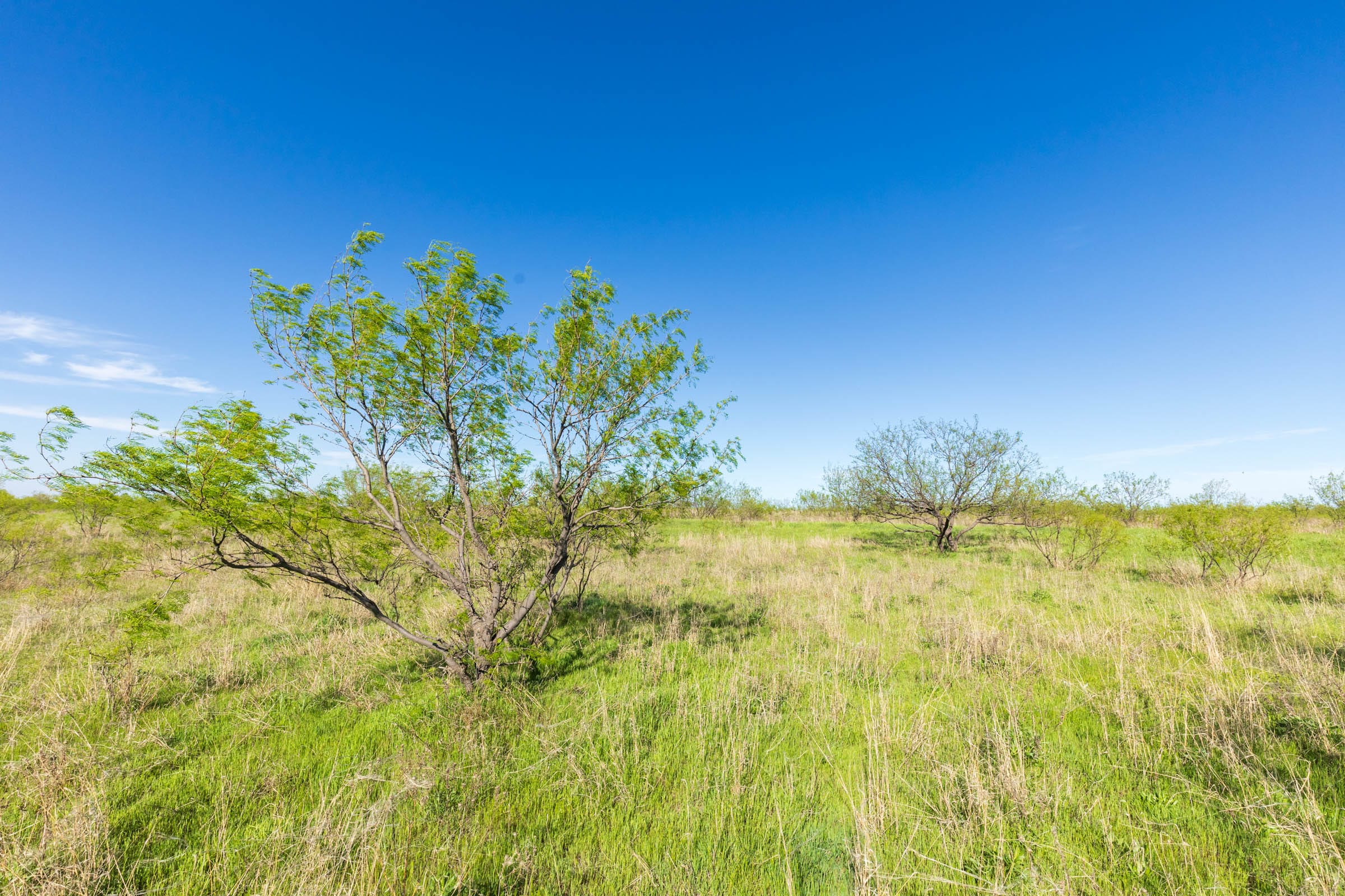 Hackberry Fields Tract 11 photo 4