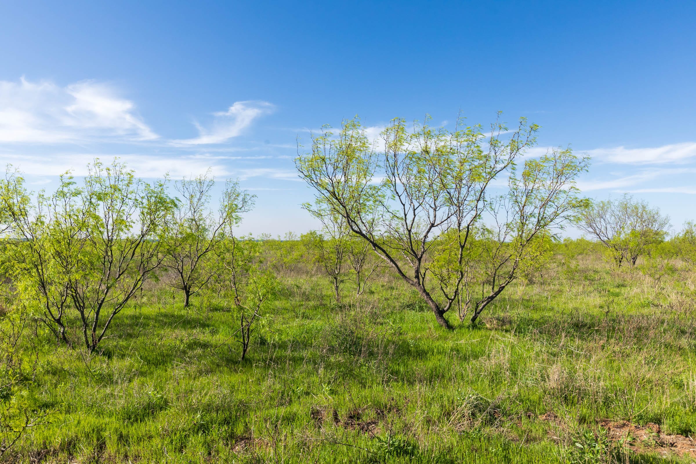 Hackberry Fields Tract 11 photo 11