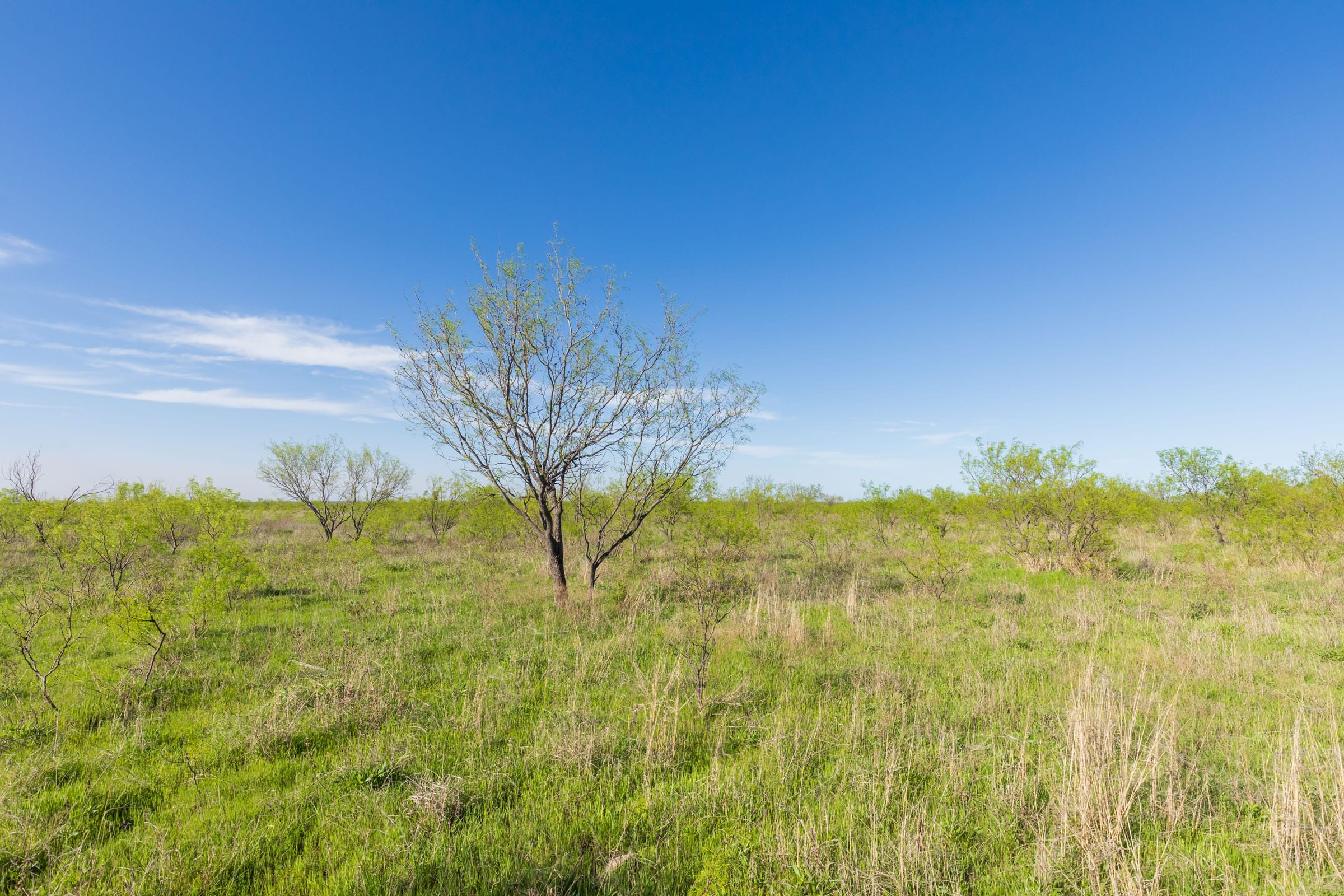 Hackberry Fields Tract 11 photo 14