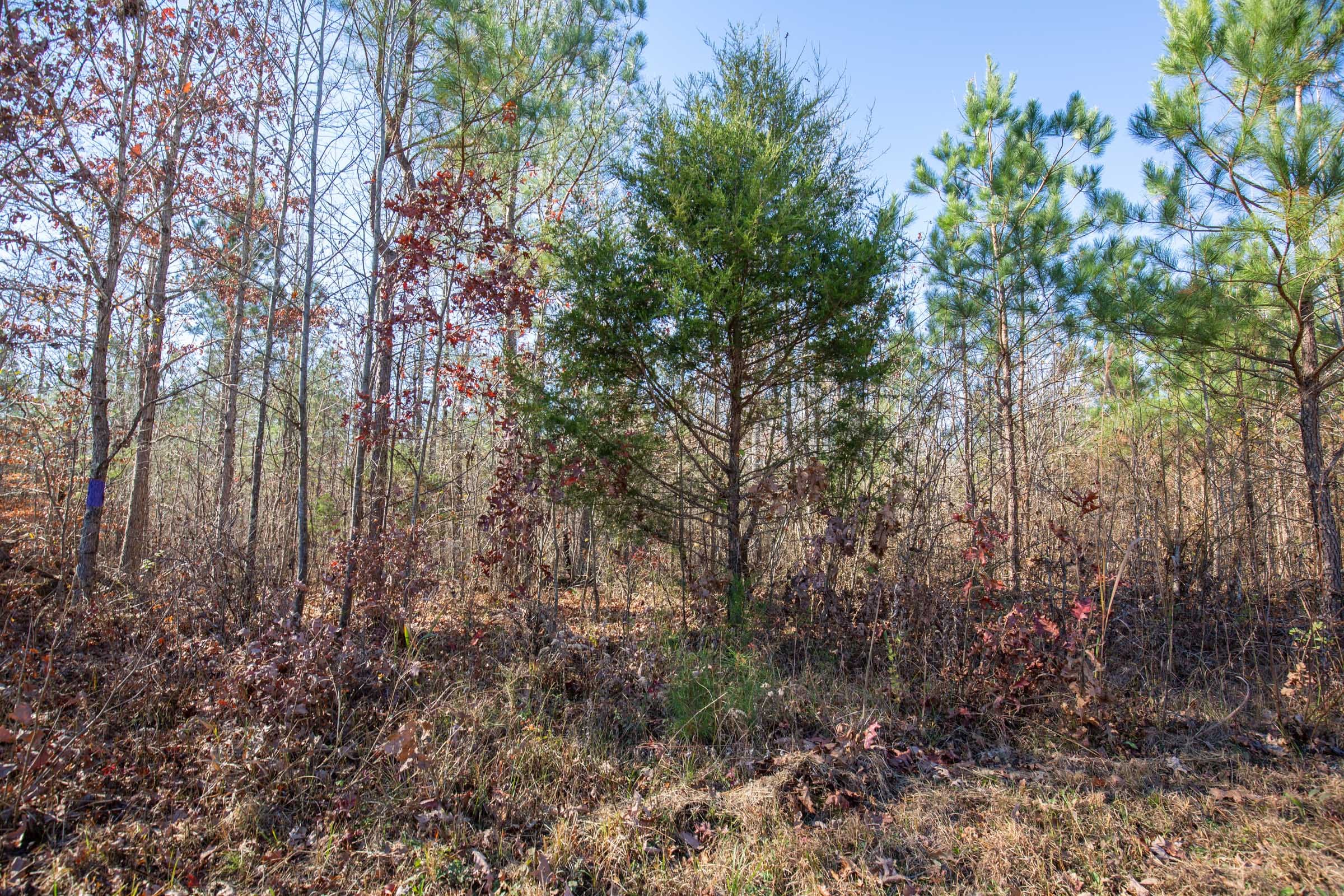Pine Ridge Tract 1 photo 3