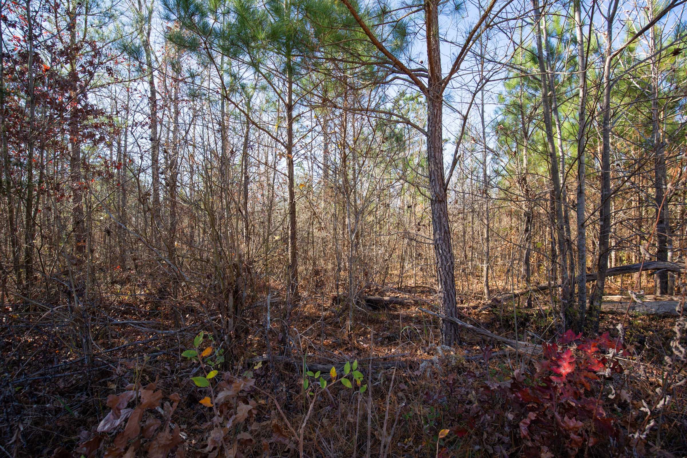 Pine Ridge Tract 1 photo 4