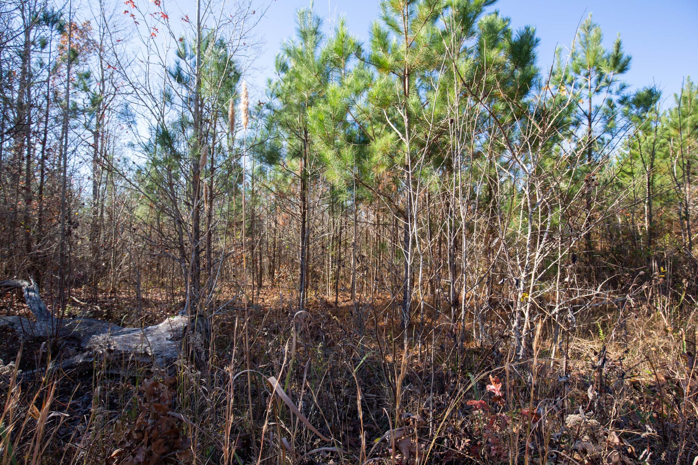 Pine Ridge Tract 1 photo 6