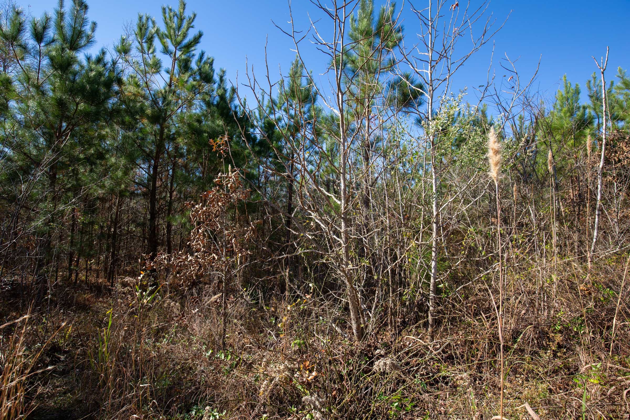 Pine Ridge Tract 1 photo 7
