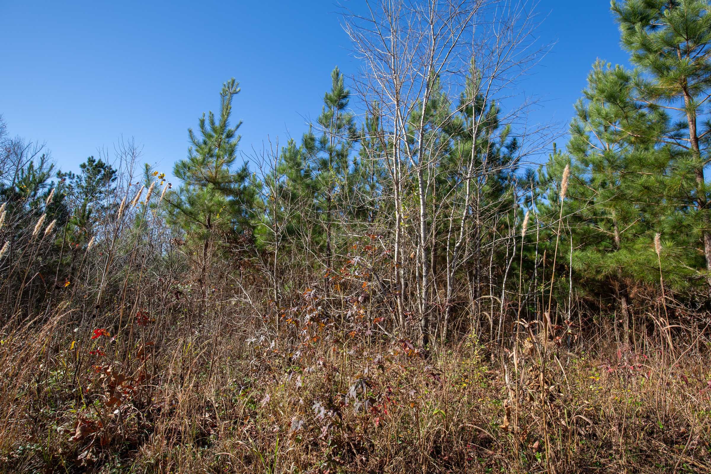 Pine Ridge Tract 1 photo 8