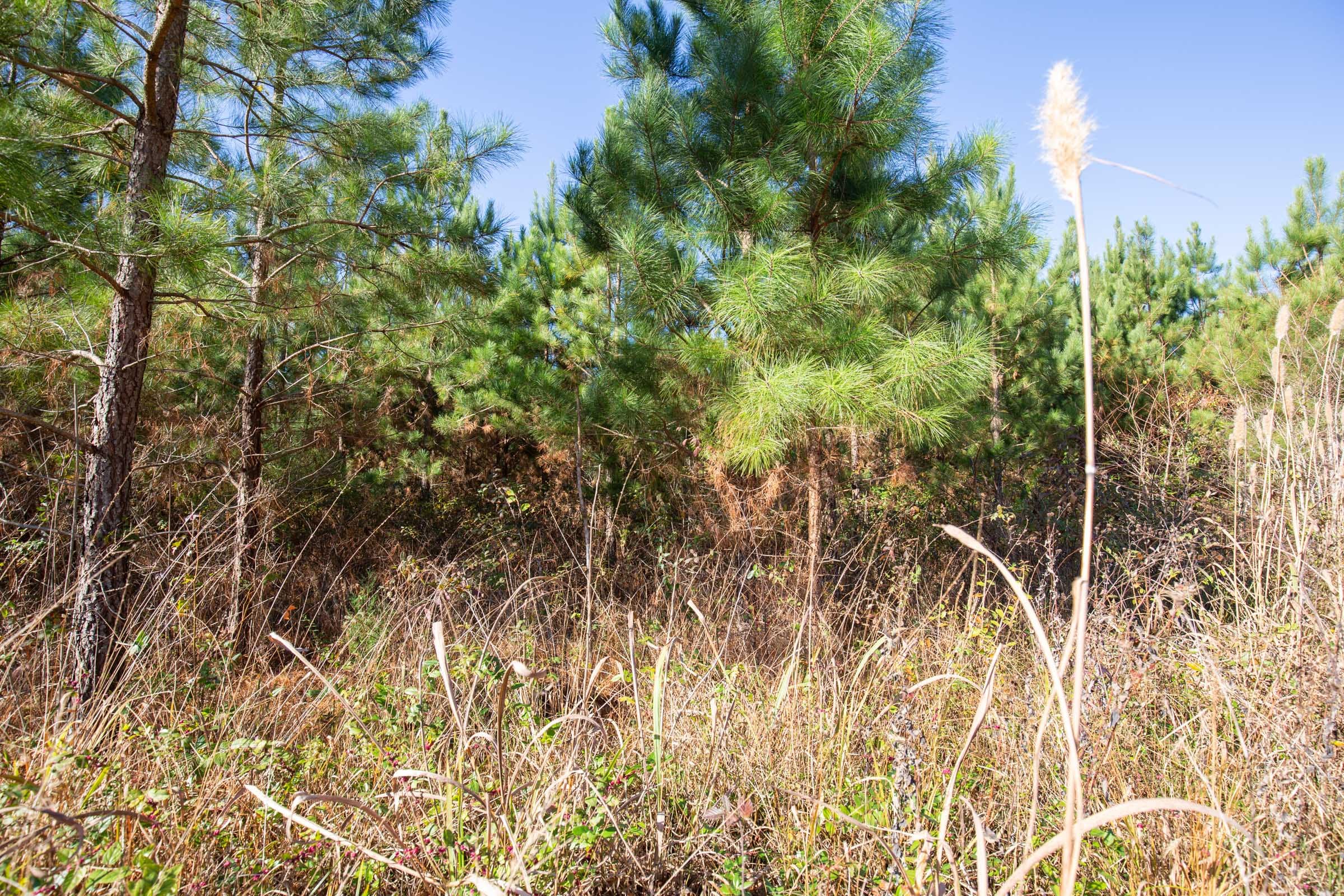 Pine Ridge Tract 1 photo 10