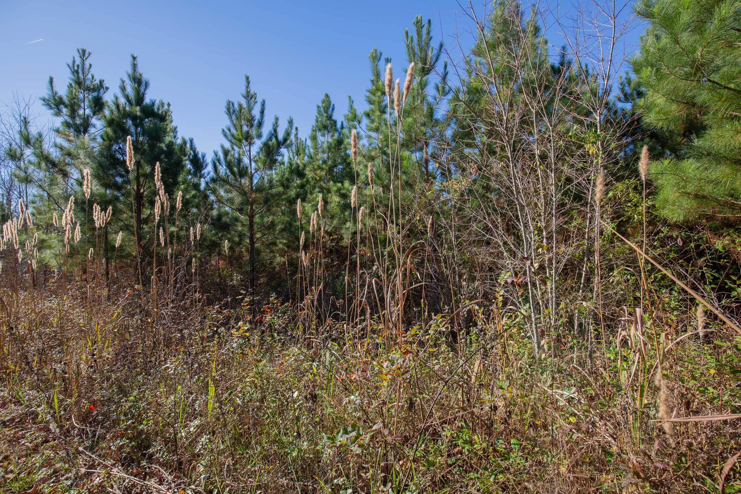 Pine Ridge Tract 1 photo 13