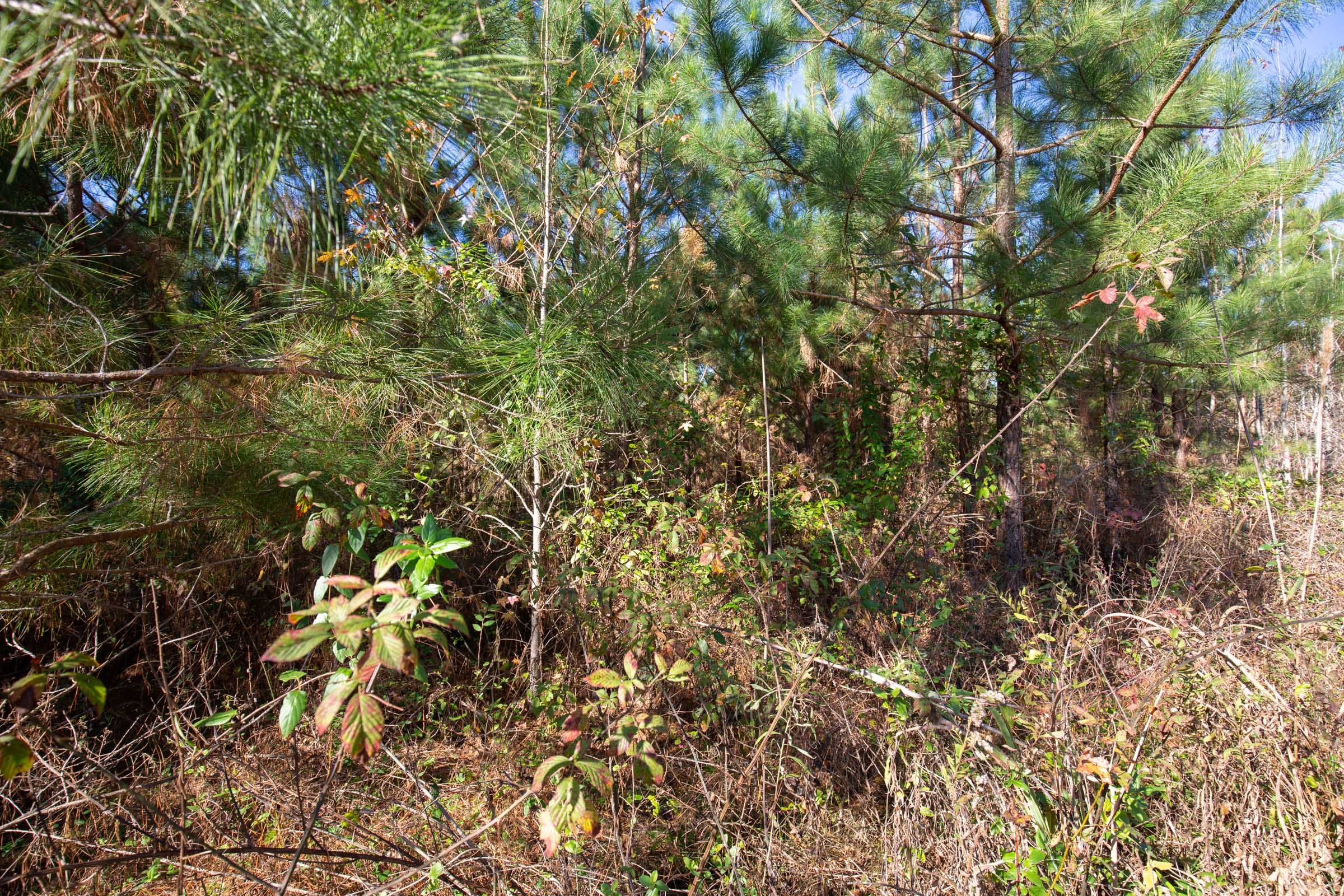 Pine Ridge Tract 1 photo 11