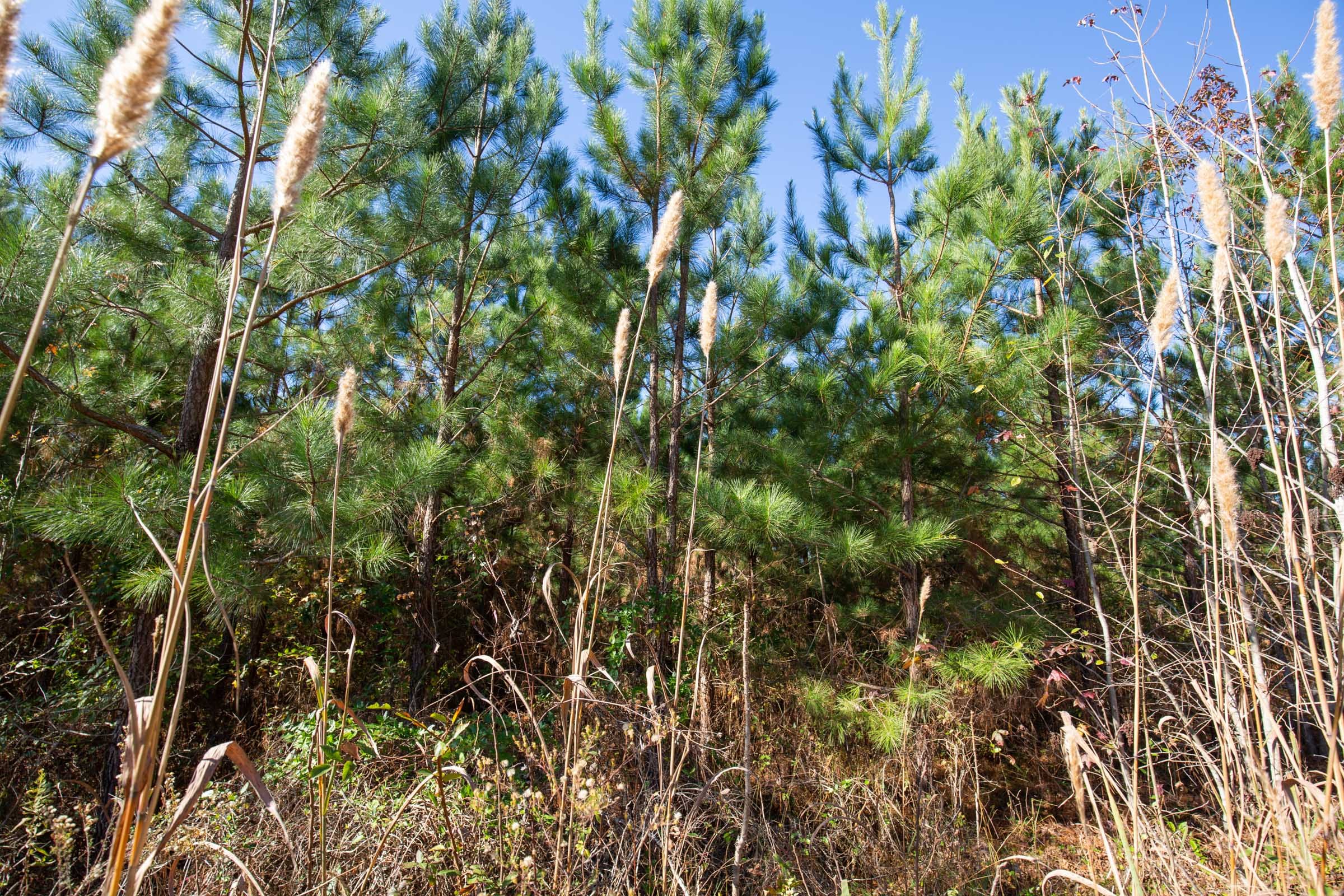 Pine Ridge Tract 1 photo 14