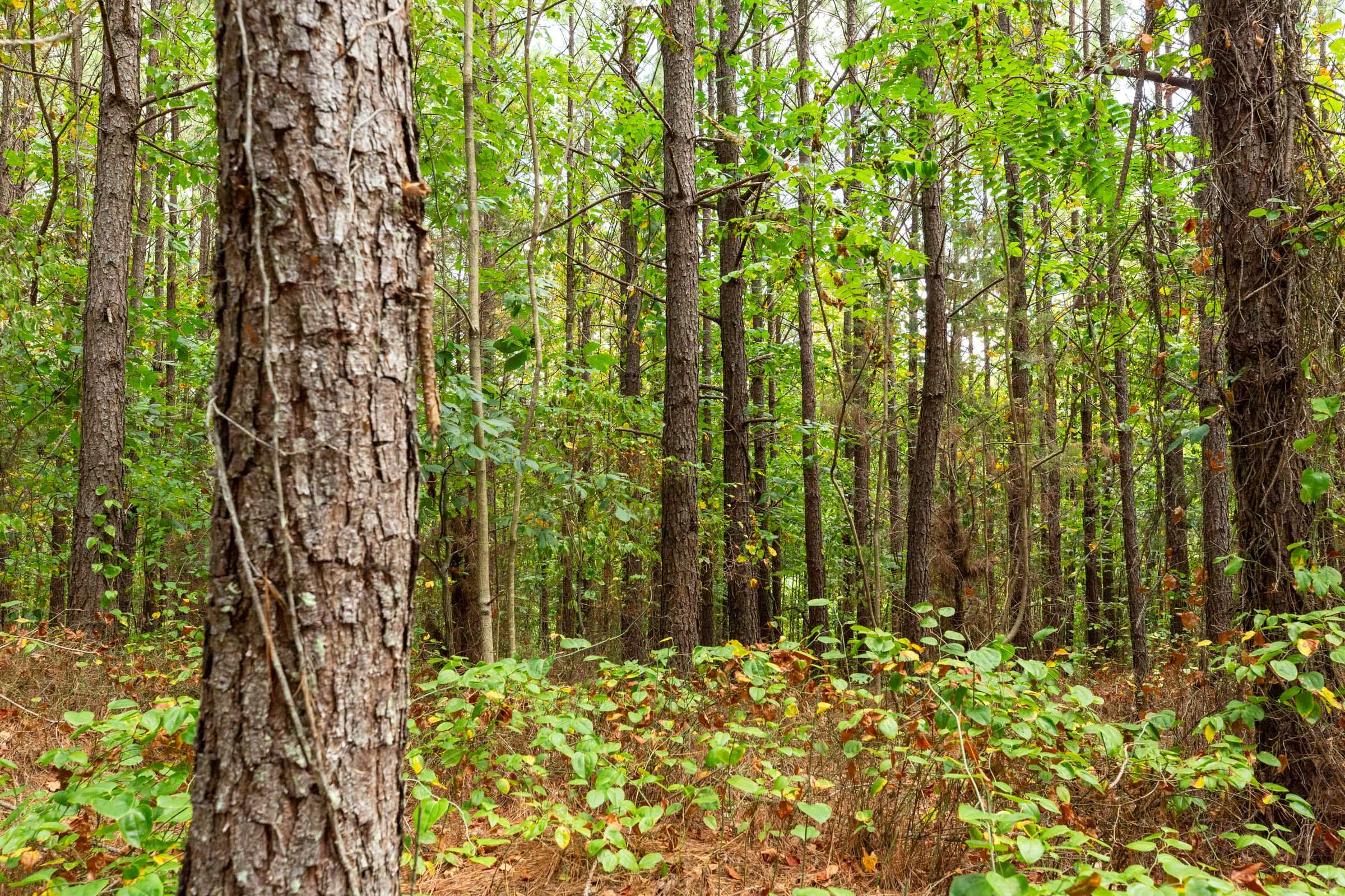 Harvest Ridge Tract 2 photo 2