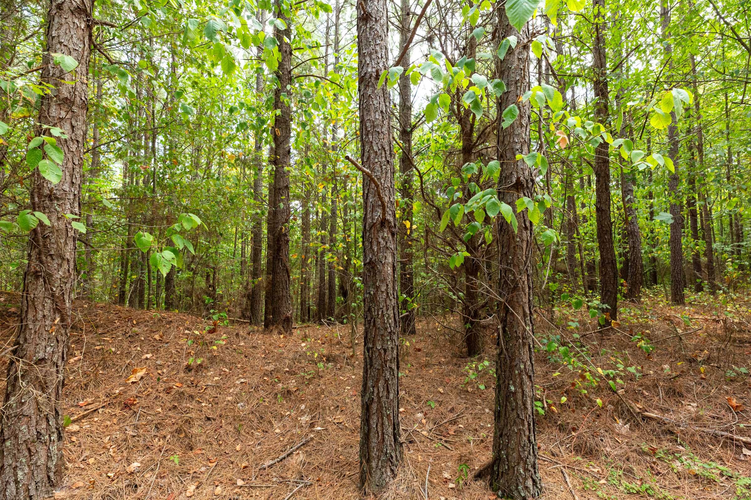 Harvest Ridge Tract 2 photo 3