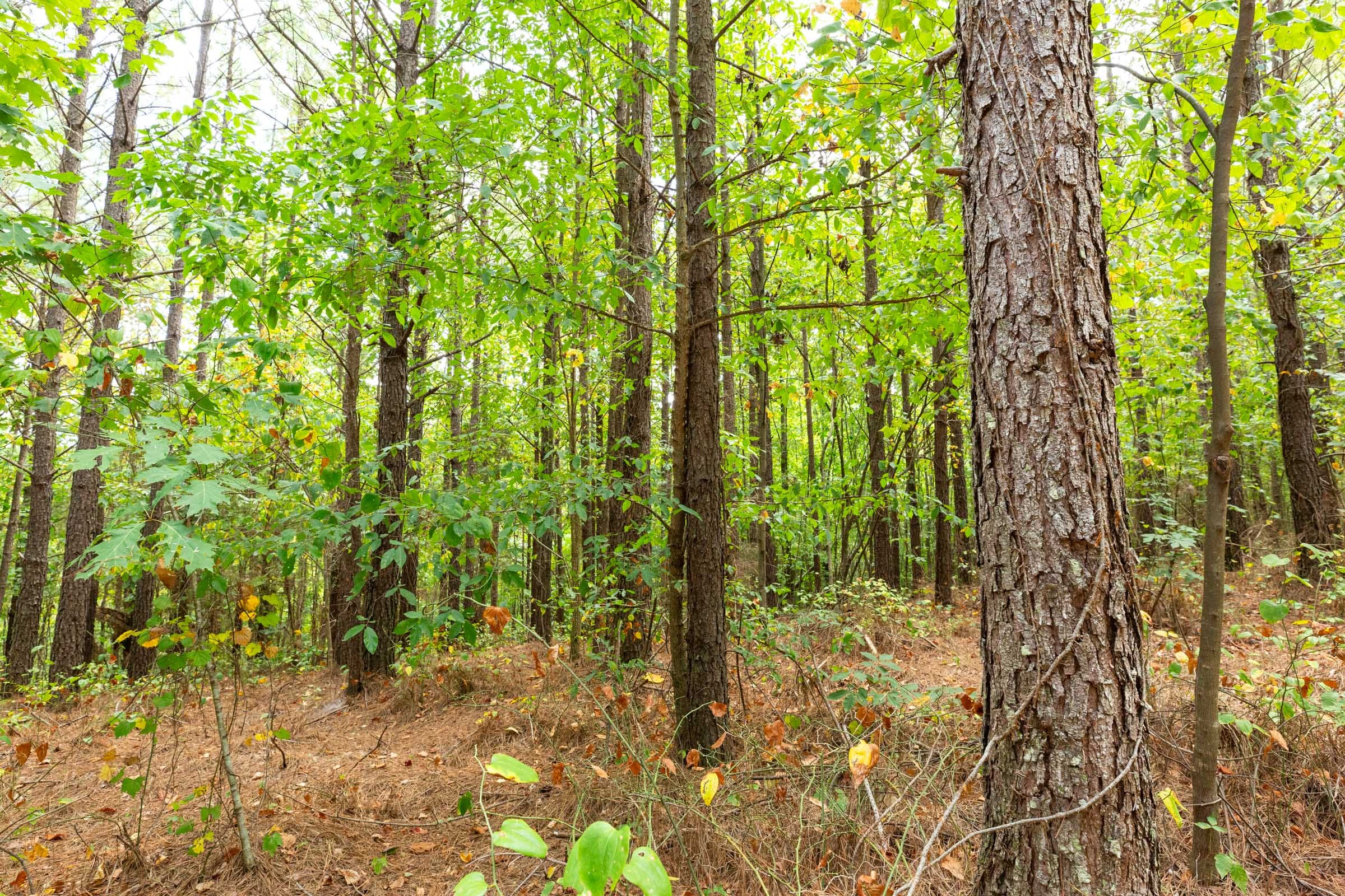 Harvest Ridge Tract 2 photo 5