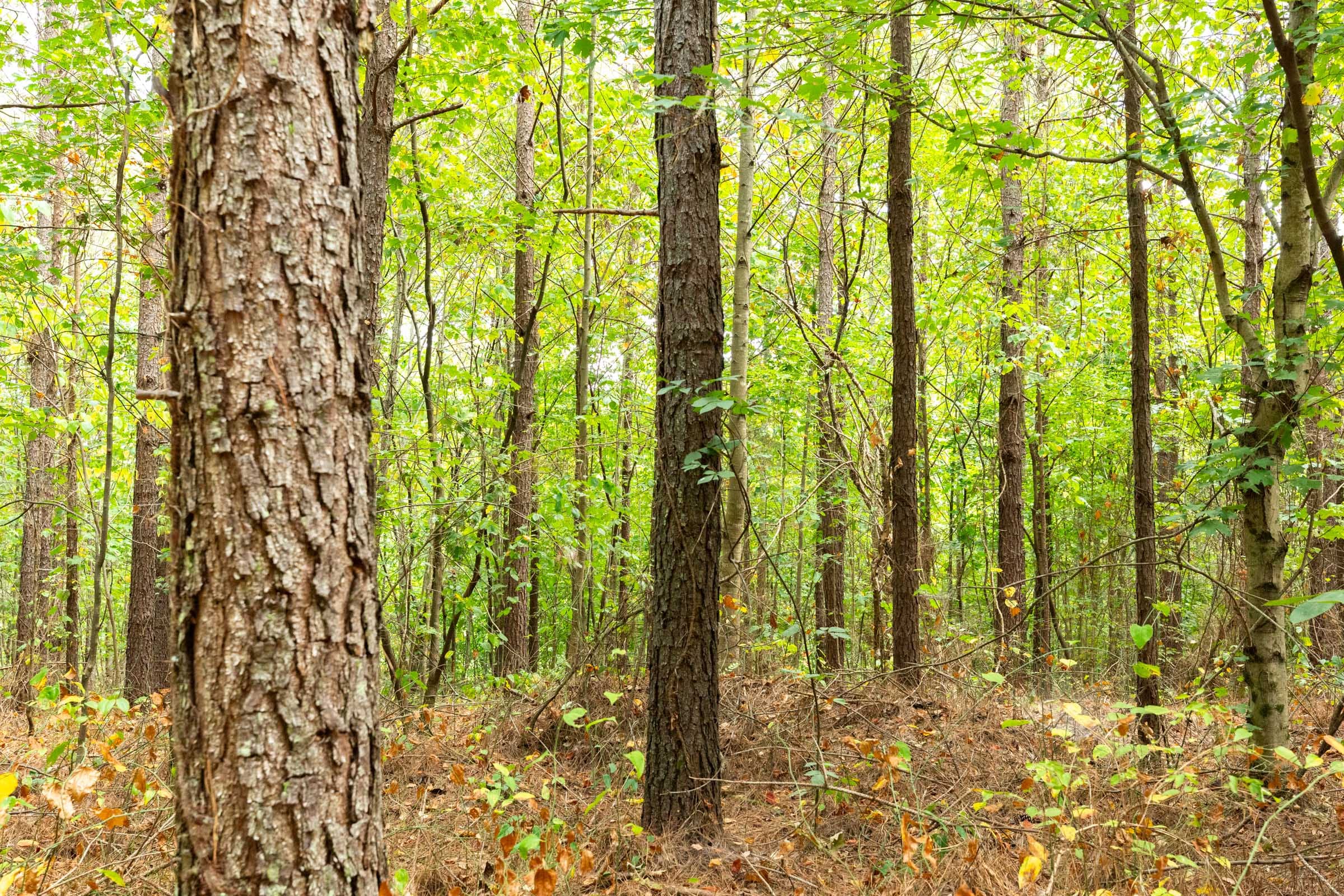 Harvest Ridge Tract 2 photo 6