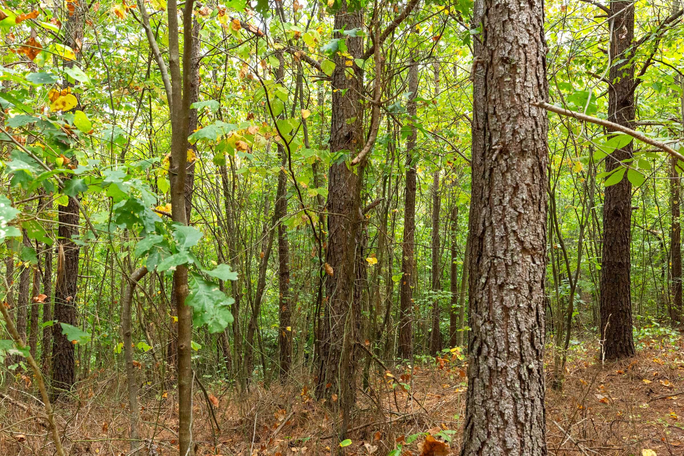 Harvest Ridge Tract 2 photo 7