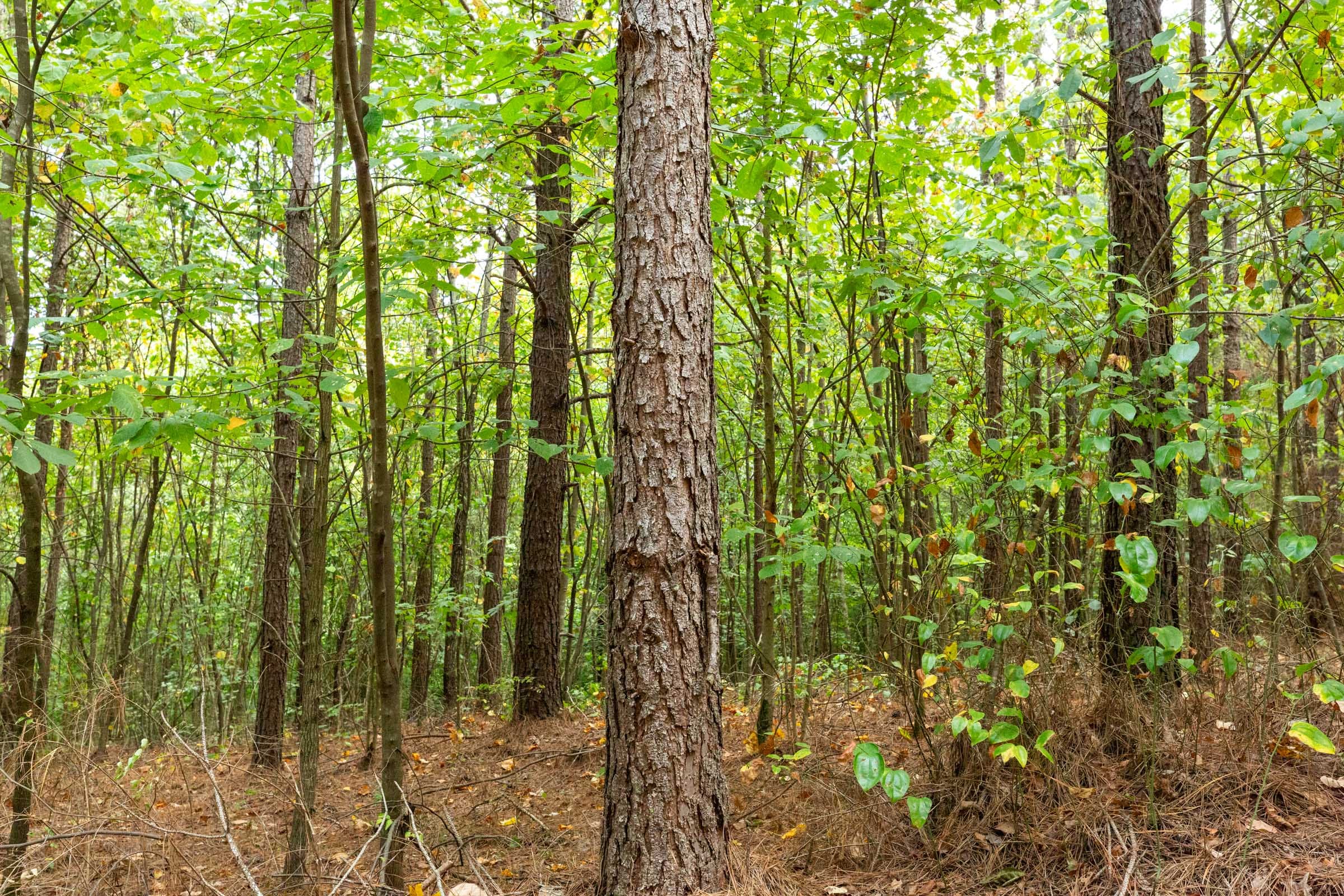 Harvest Ridge Tract 2 photo 9