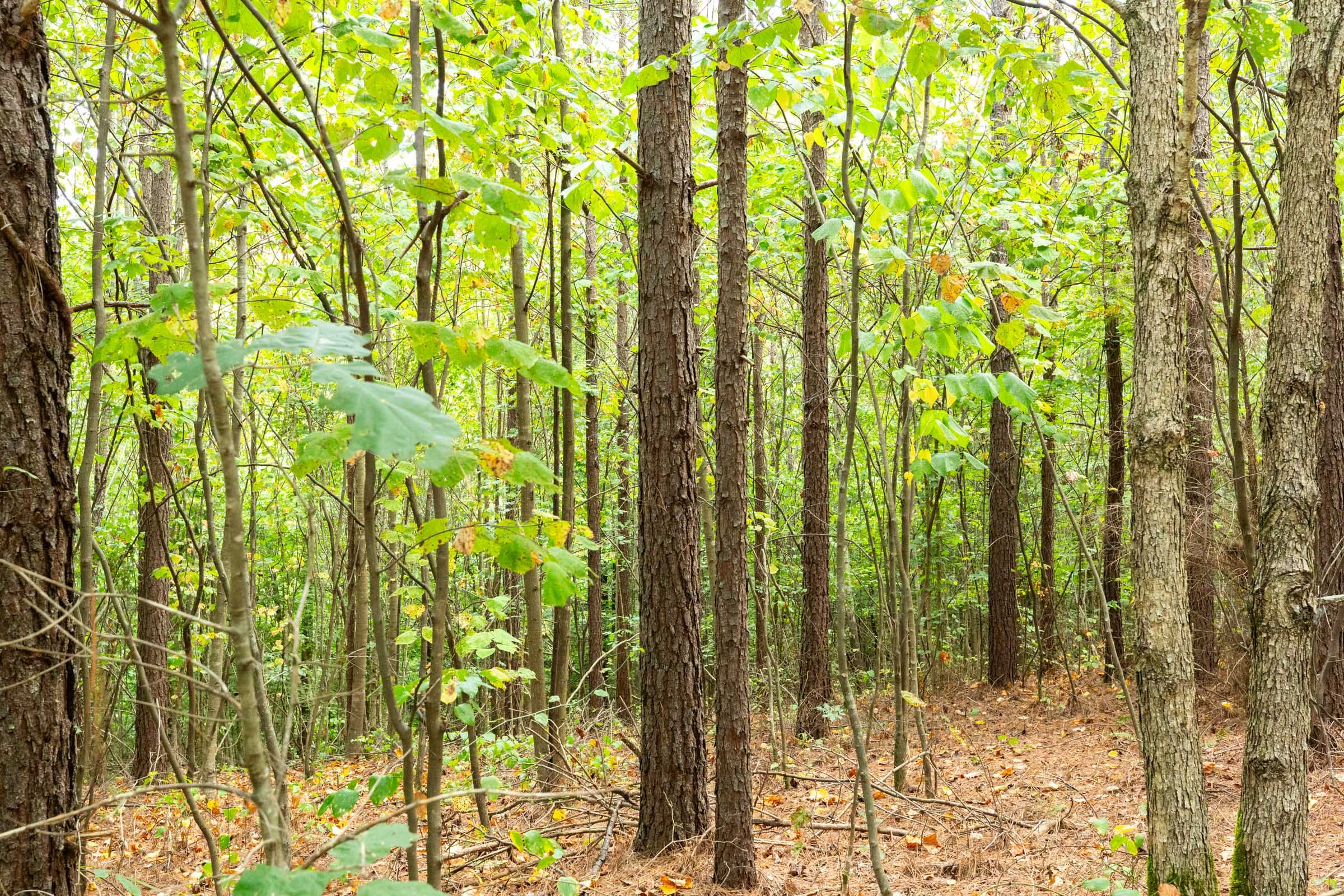 Harvest Ridge Tract 2 photo 11