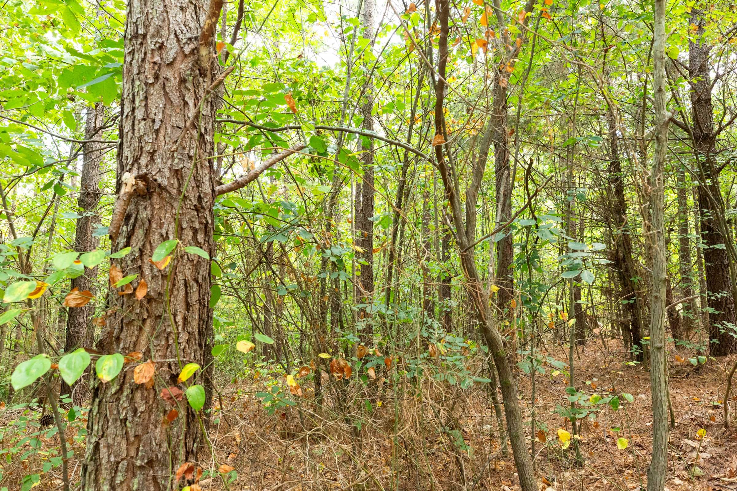 Harvest Ridge Tract 2 photo 10