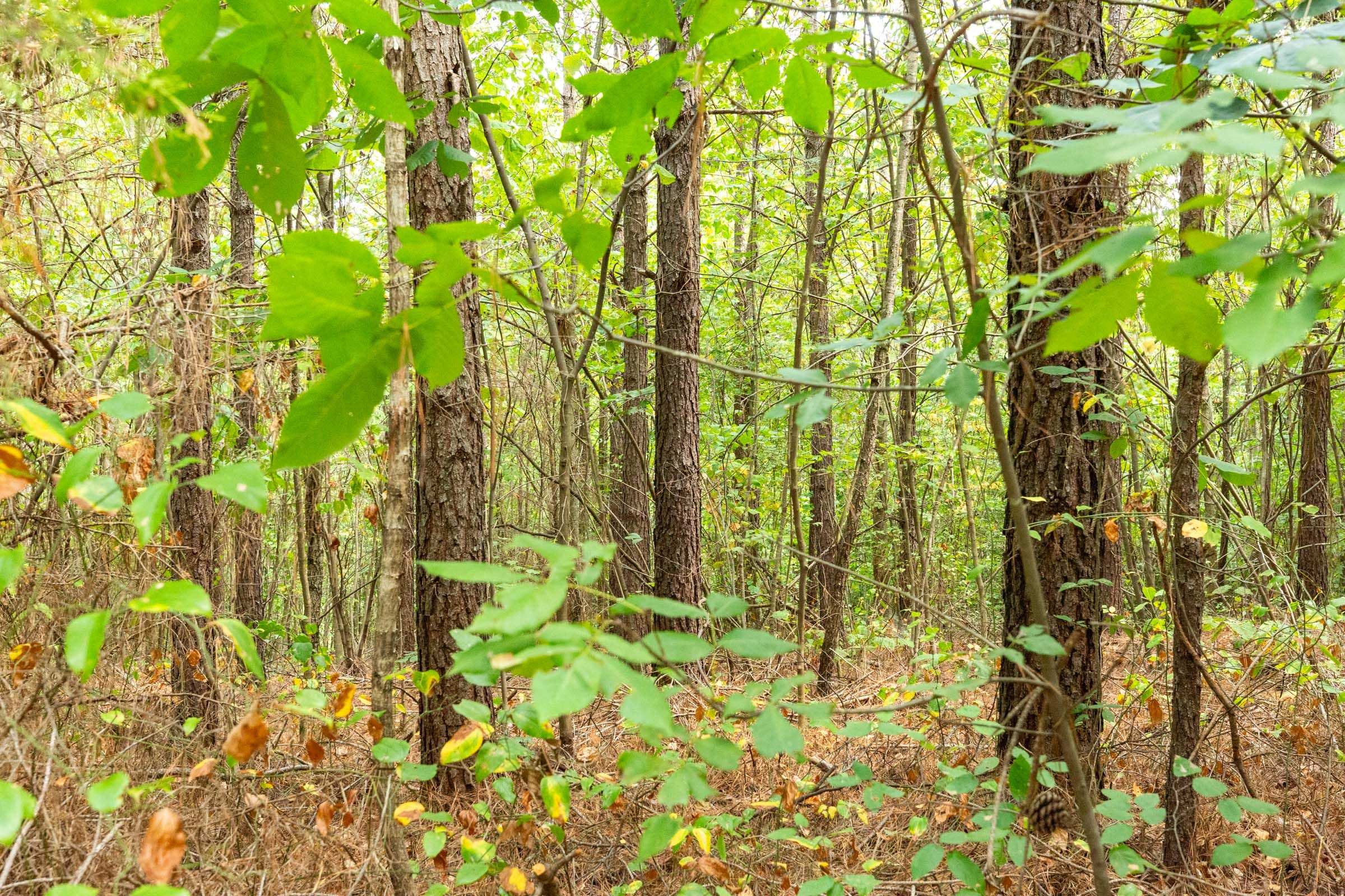 Harvest Ridge Tract 2 photo 12