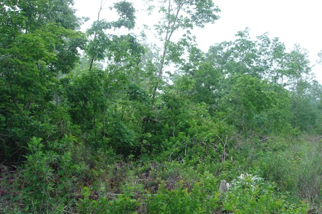 Deer Valley Tract 9 photo 9