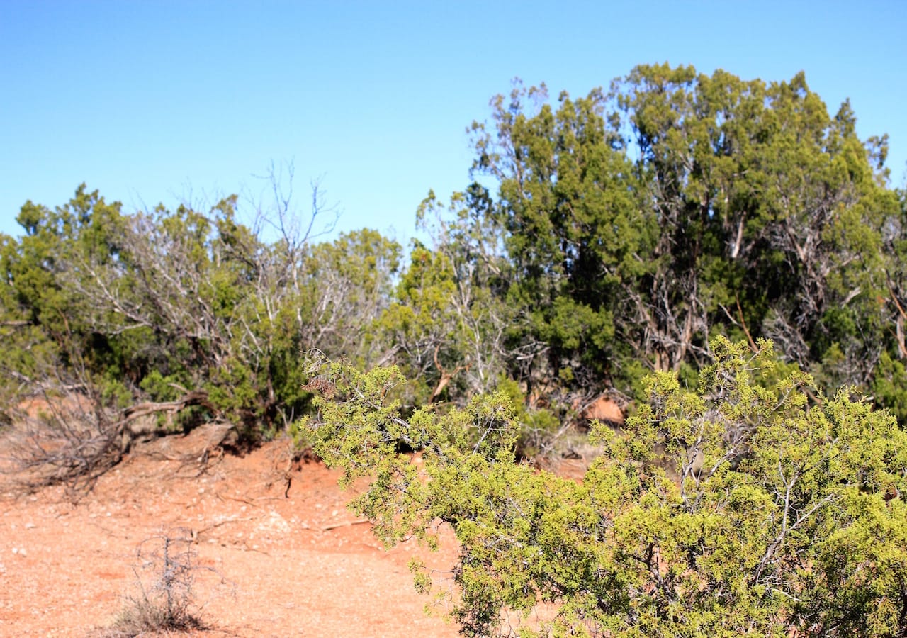 Red Rock Ranch Tract 23 photo 10