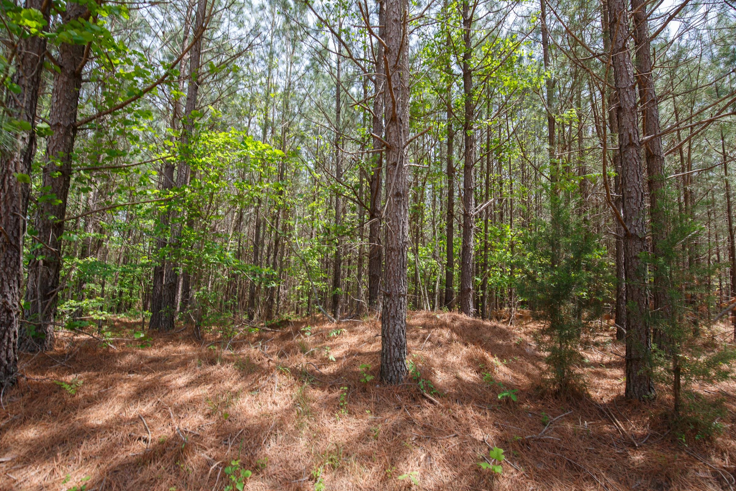 Red Barn Ranch Tract 59 photo 2