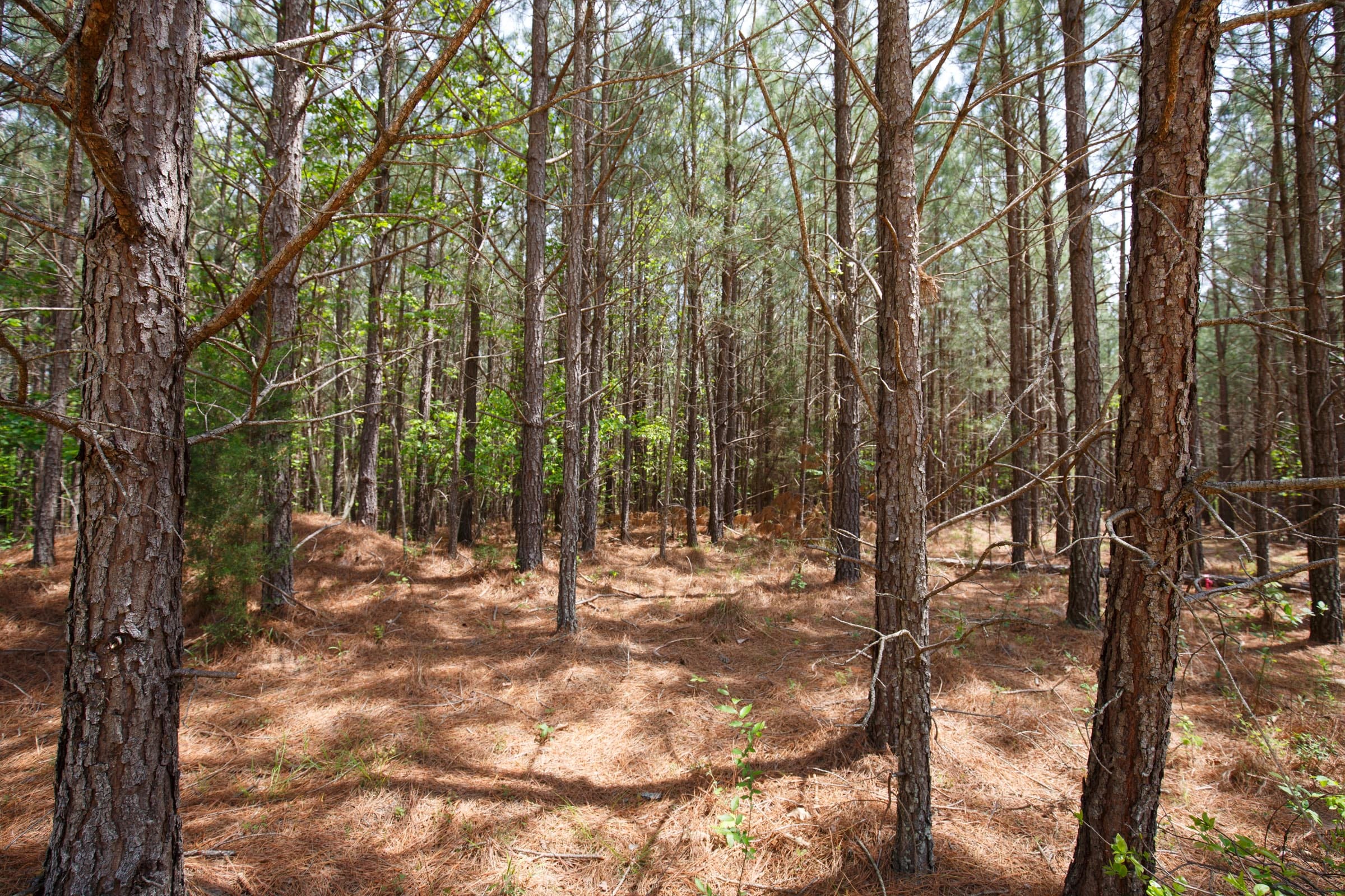 Red Barn Ranch Tract 59 photo 3