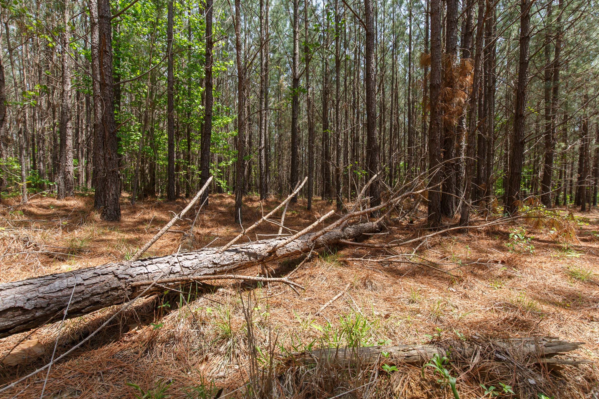 Red Barn Ranch Tract 59 photo 5