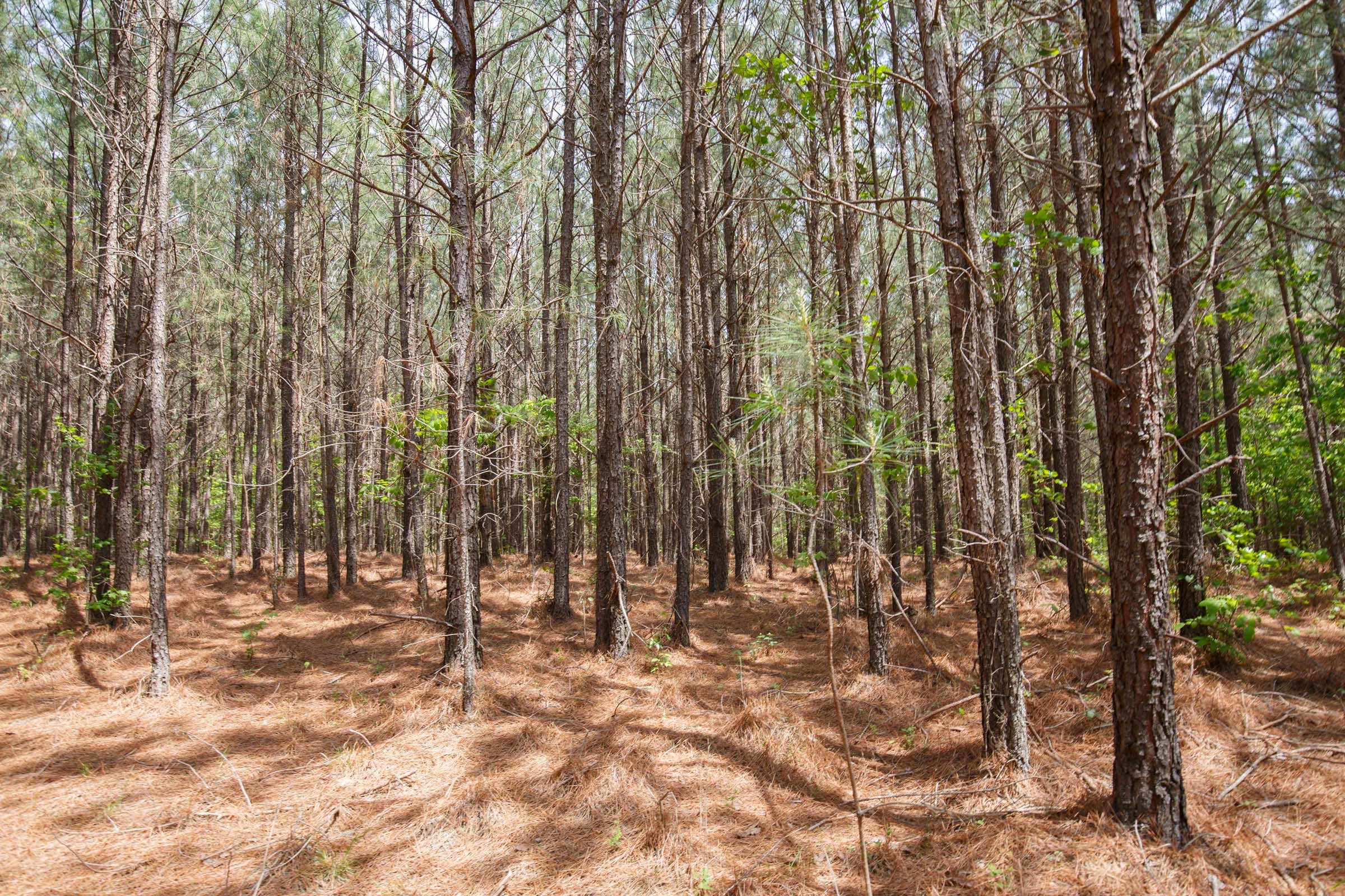 Red Barn Ranch Tract 59 photo 6