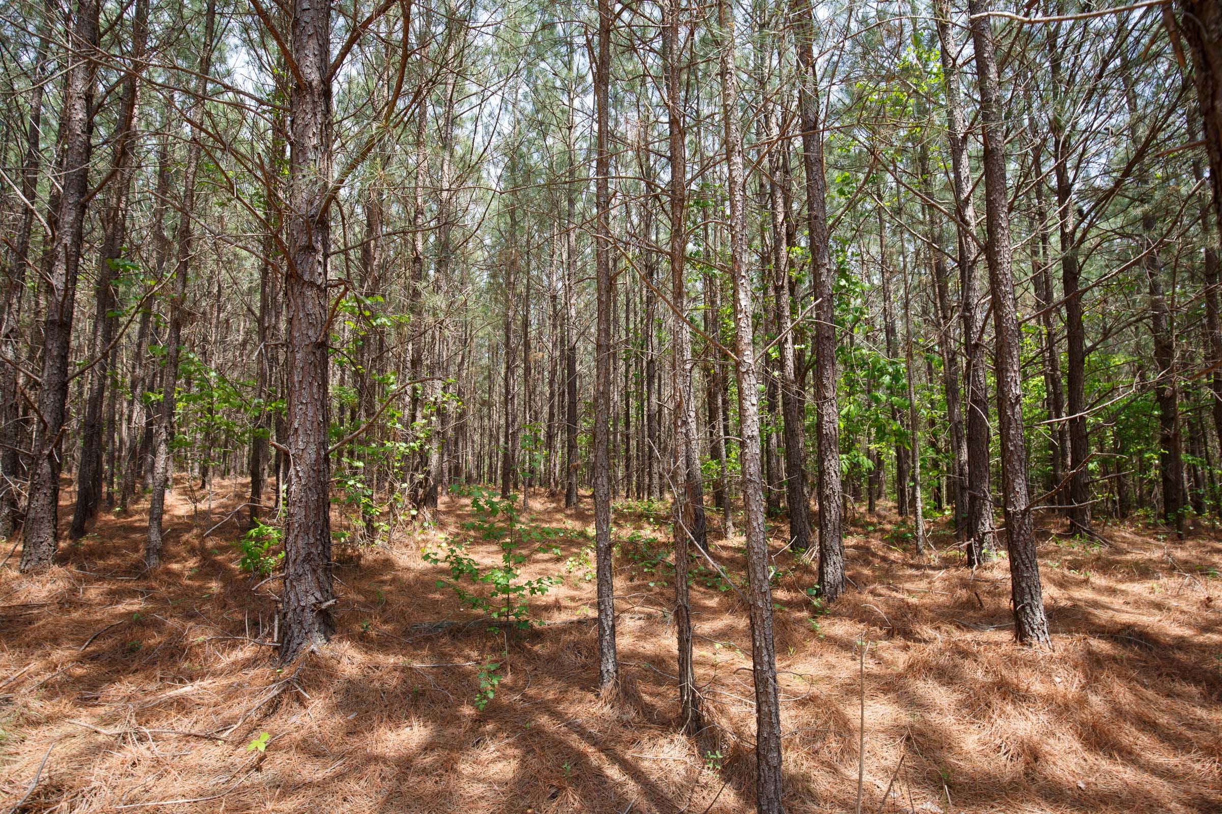 Red Barn Ranch Tract 59 photo 7