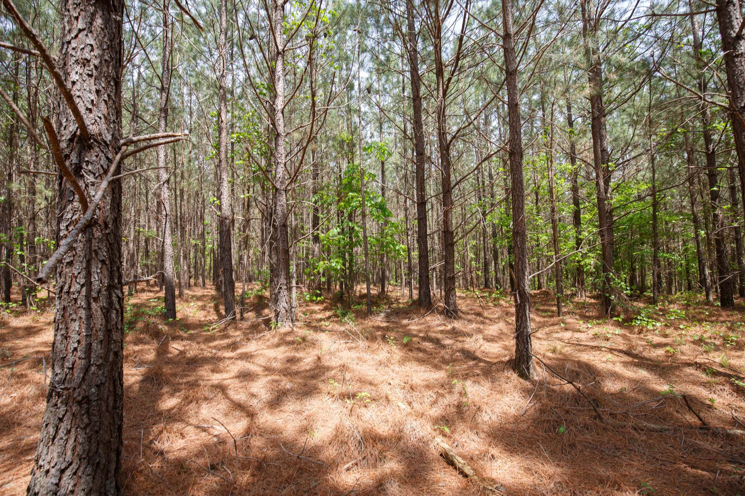Red Barn Ranch Tract 59 photo 8