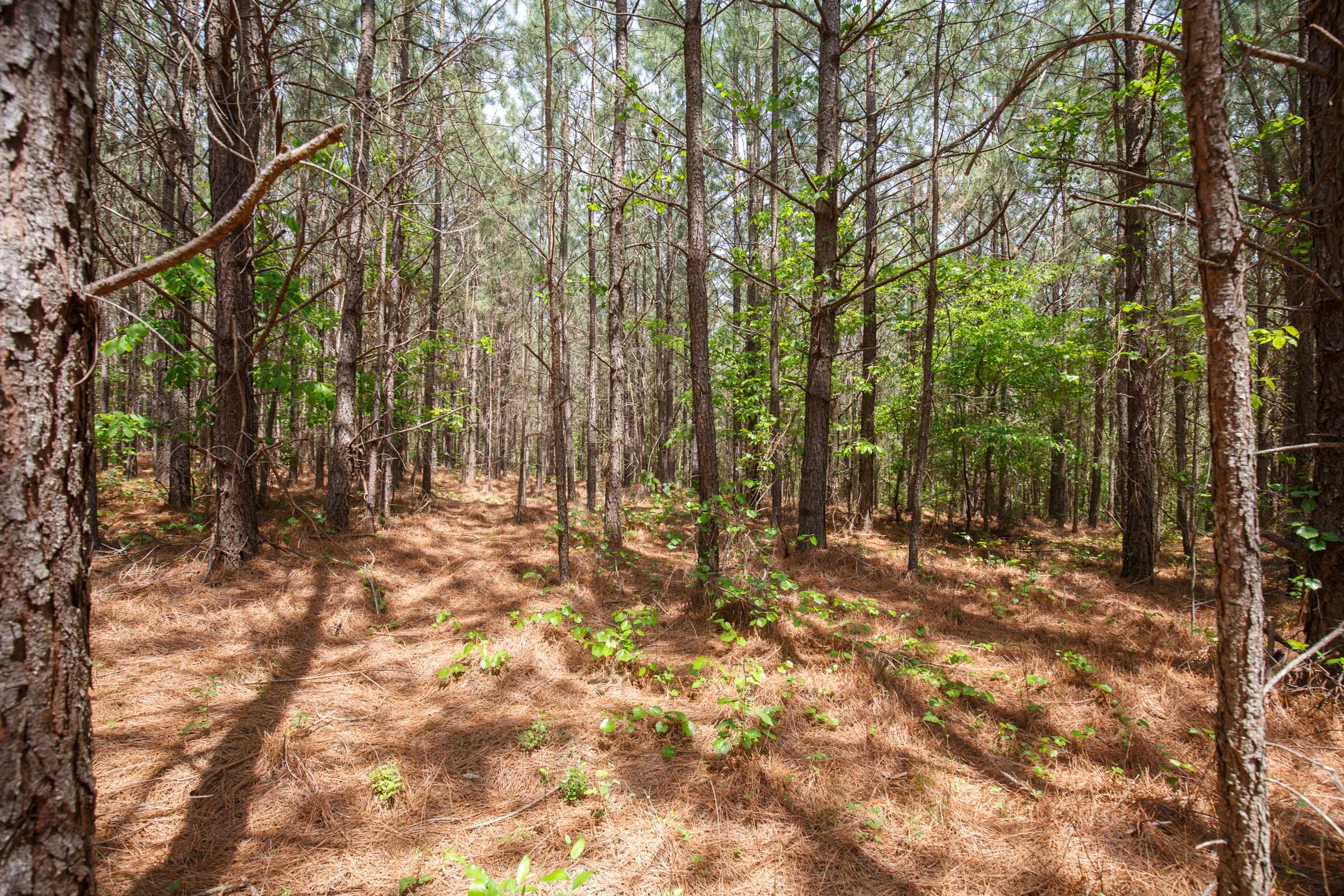 Red Barn Ranch Tract 59 photo 10