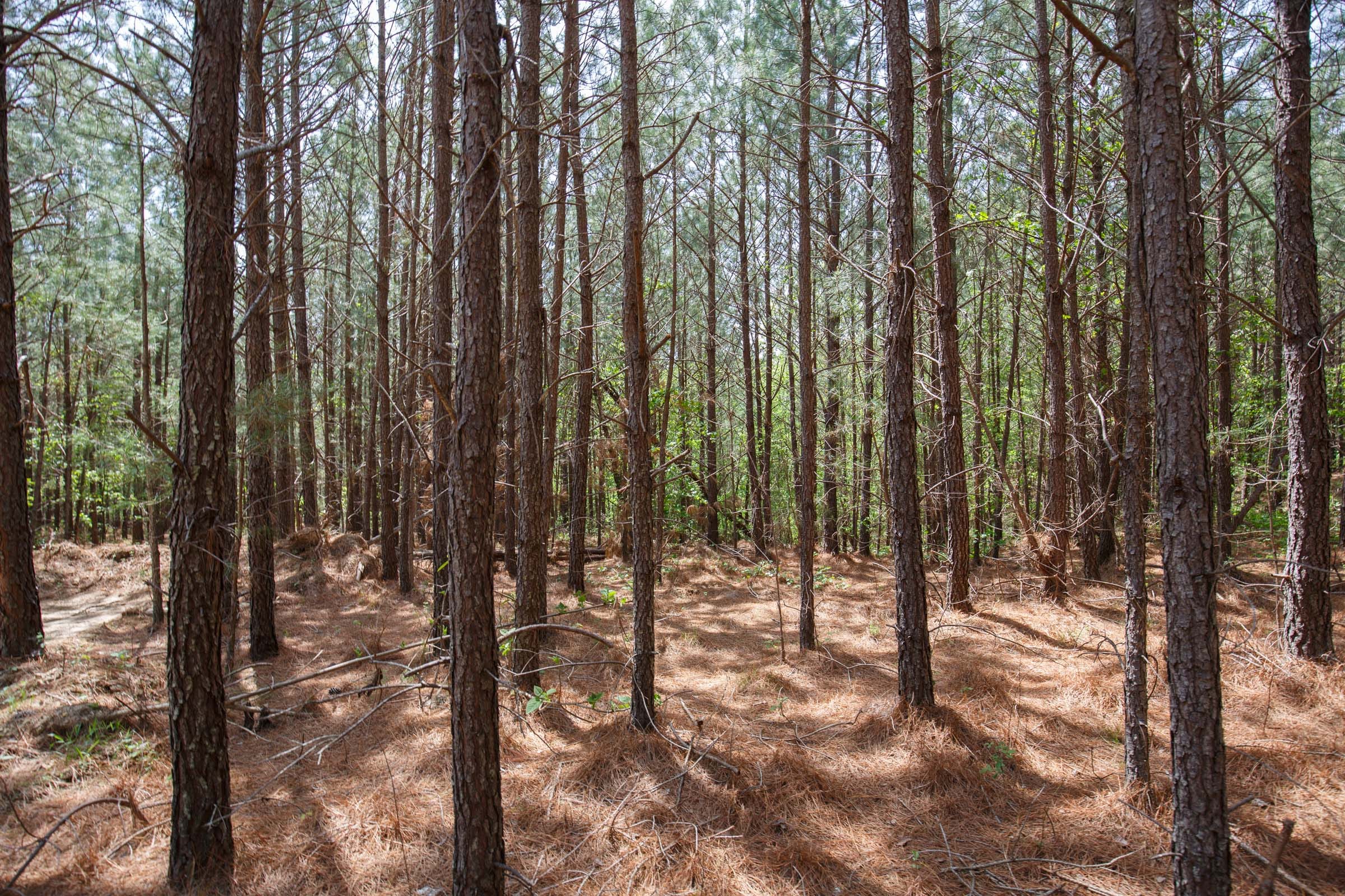 Red Barn Ranch Tract 59 photo 11
